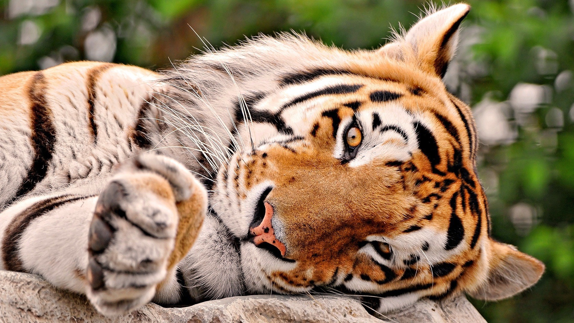 1920x1080 Beautiful Tiger Sleeping in Jungle HD Desktop Background Wallpaper | HD  Wallpapers