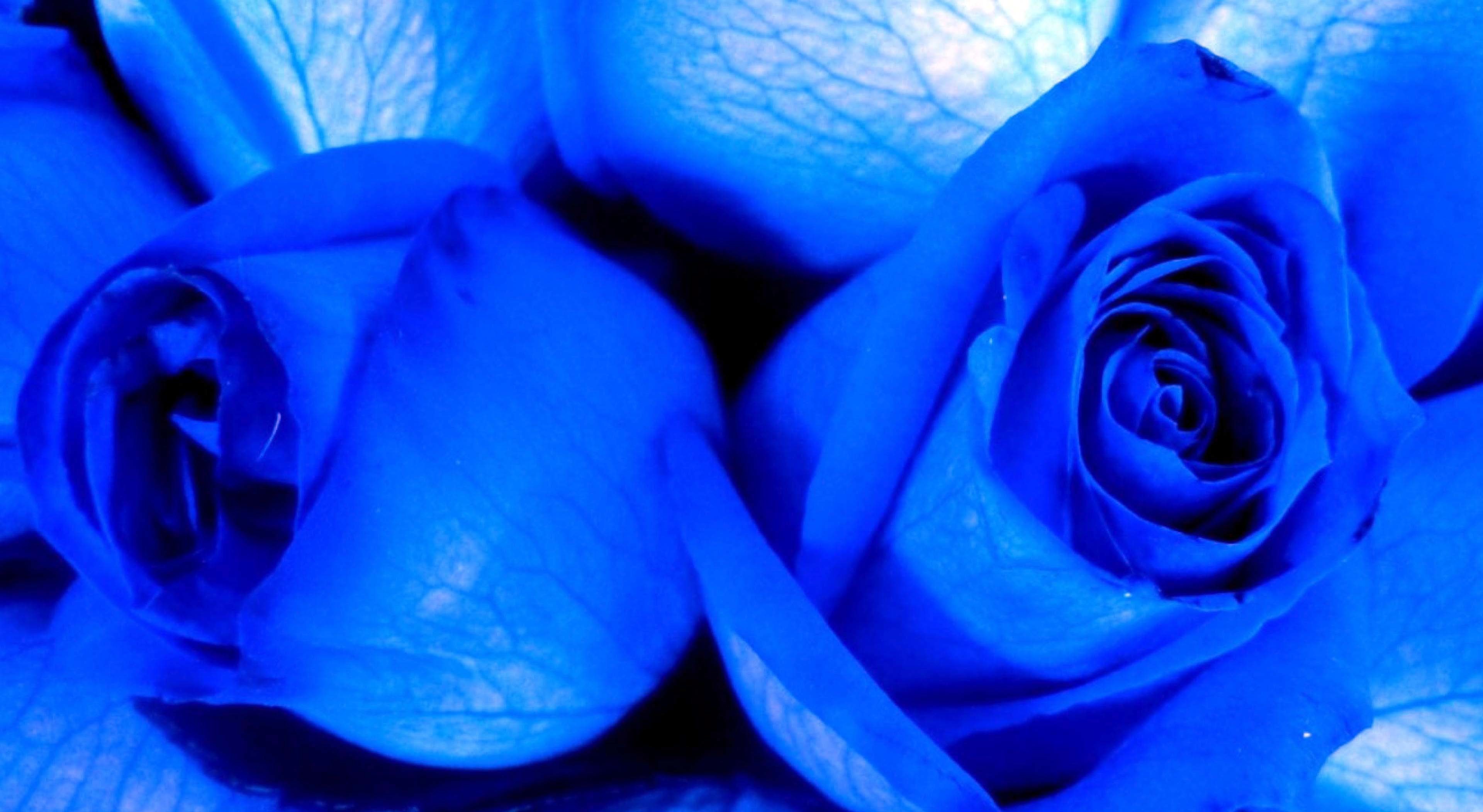 3840x2104 Blue roses black background are attractive and give a mysterious look. This  dark beauty in wallpapers is interesting to see.