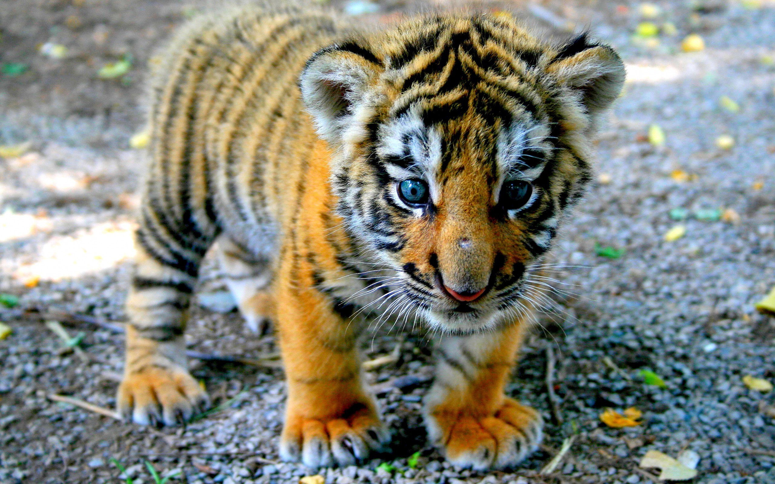 2560x1600 tiger cute images desktop