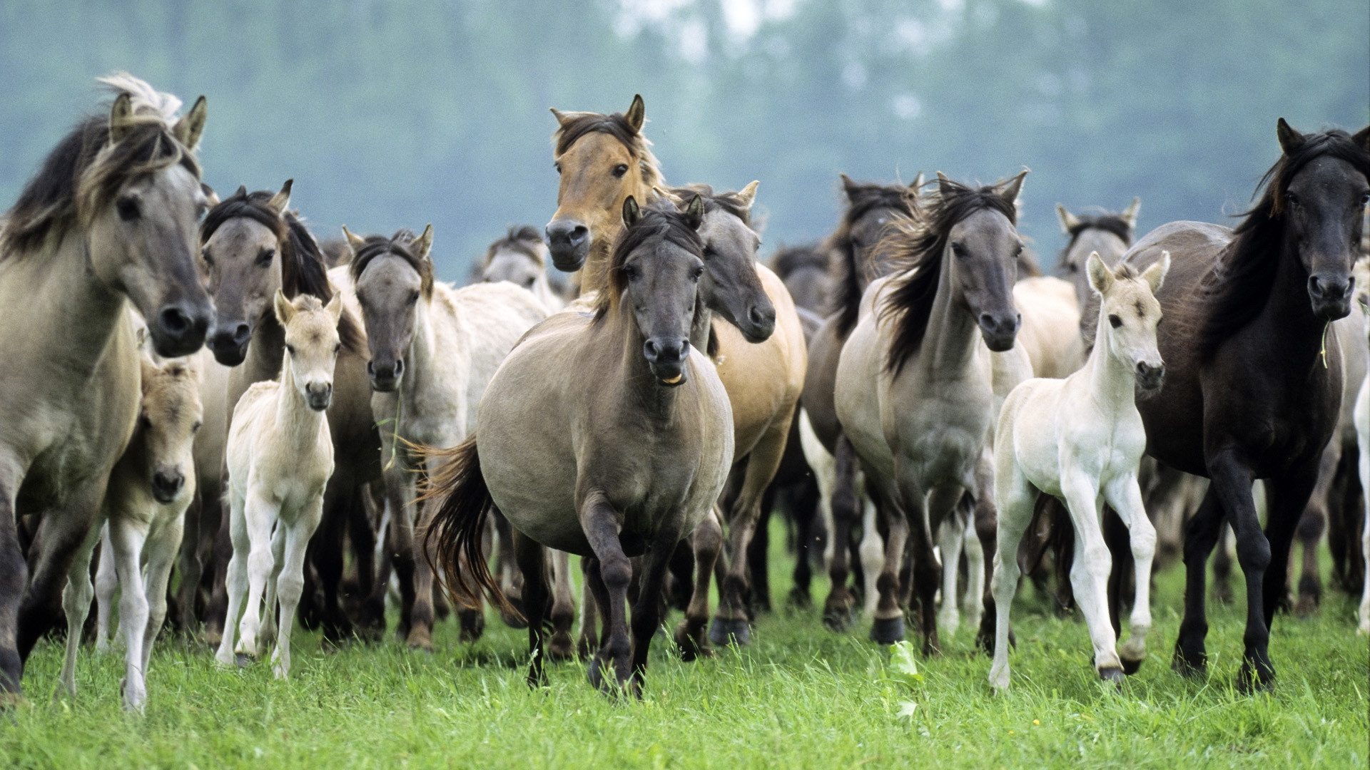 1920x1080 gif horse images | Three Horses Wild Animal Wallpaper with   Resolution