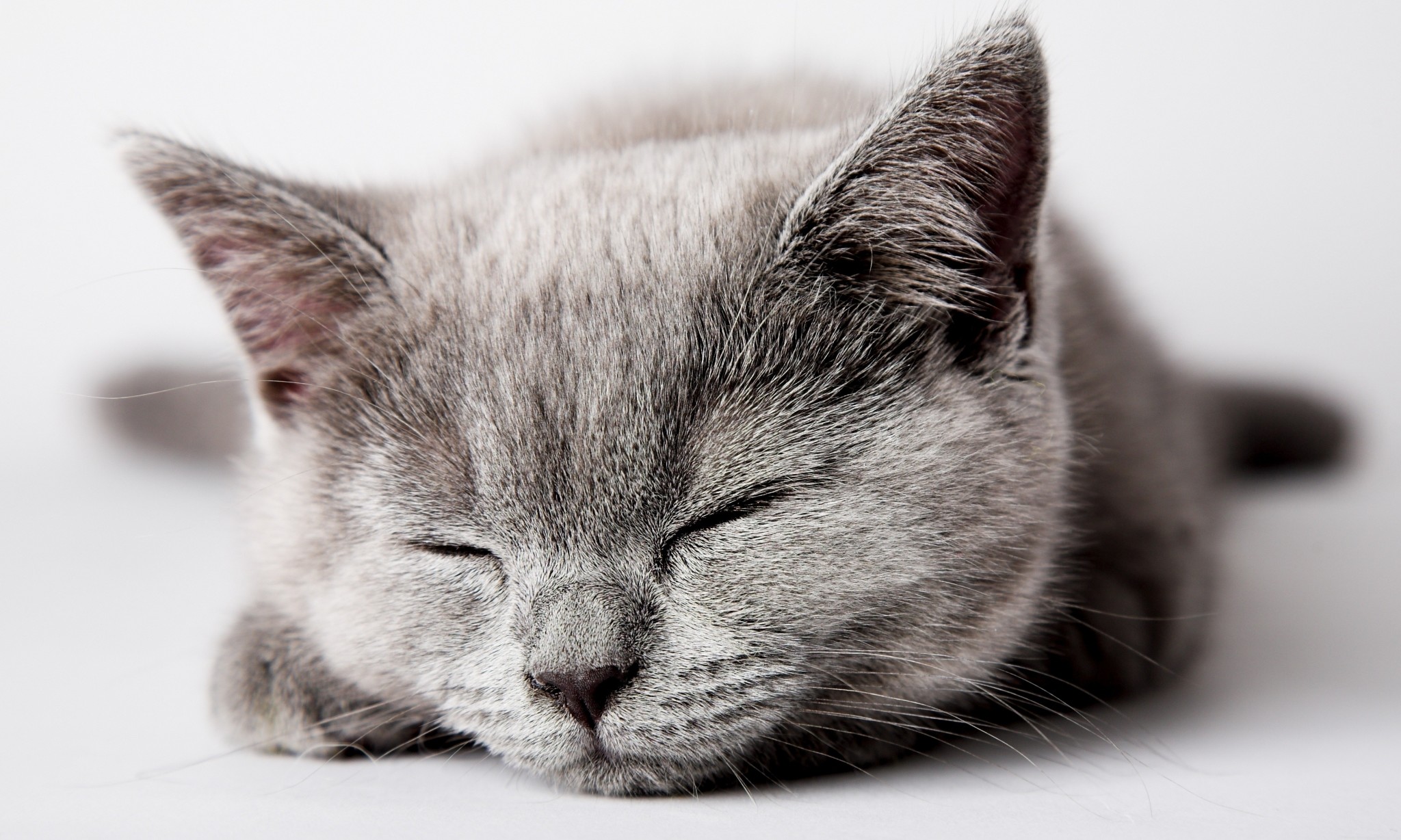 2048x1228 kitten screensavers and backgrounds free