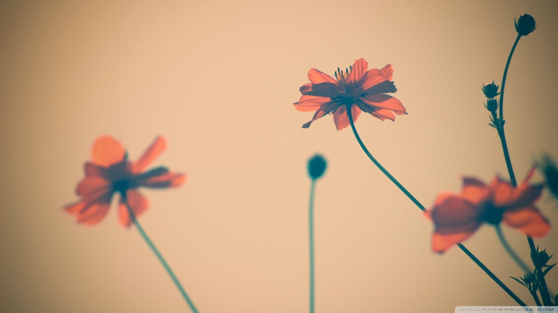 1920x1080 6. flower-background-tumblr-wallpaper6-600x338
