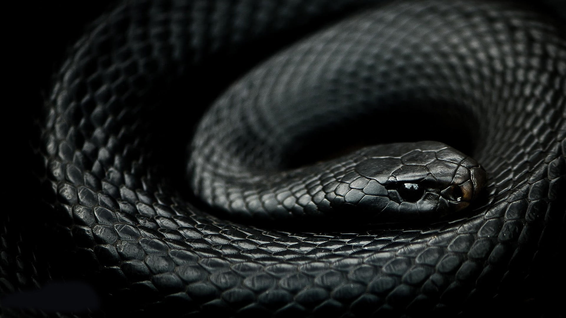 1920x1080 black mamba snake, reptiles, snake, mamba, animals HD wallpaper