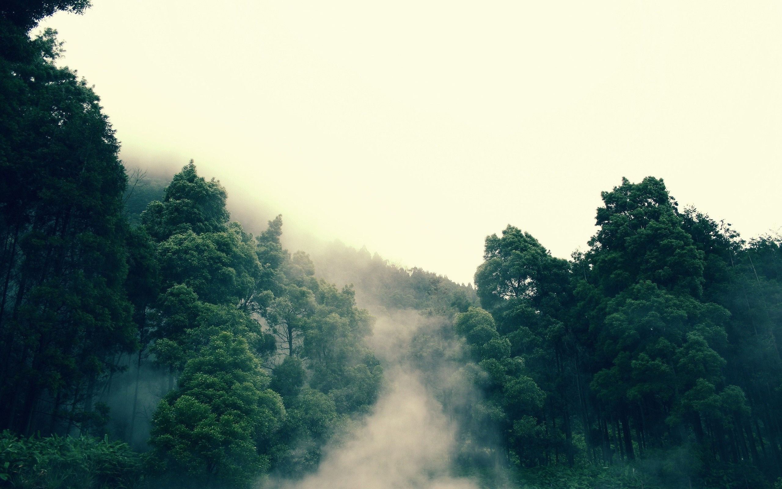 2560x1600 Tree, Fog, Forest