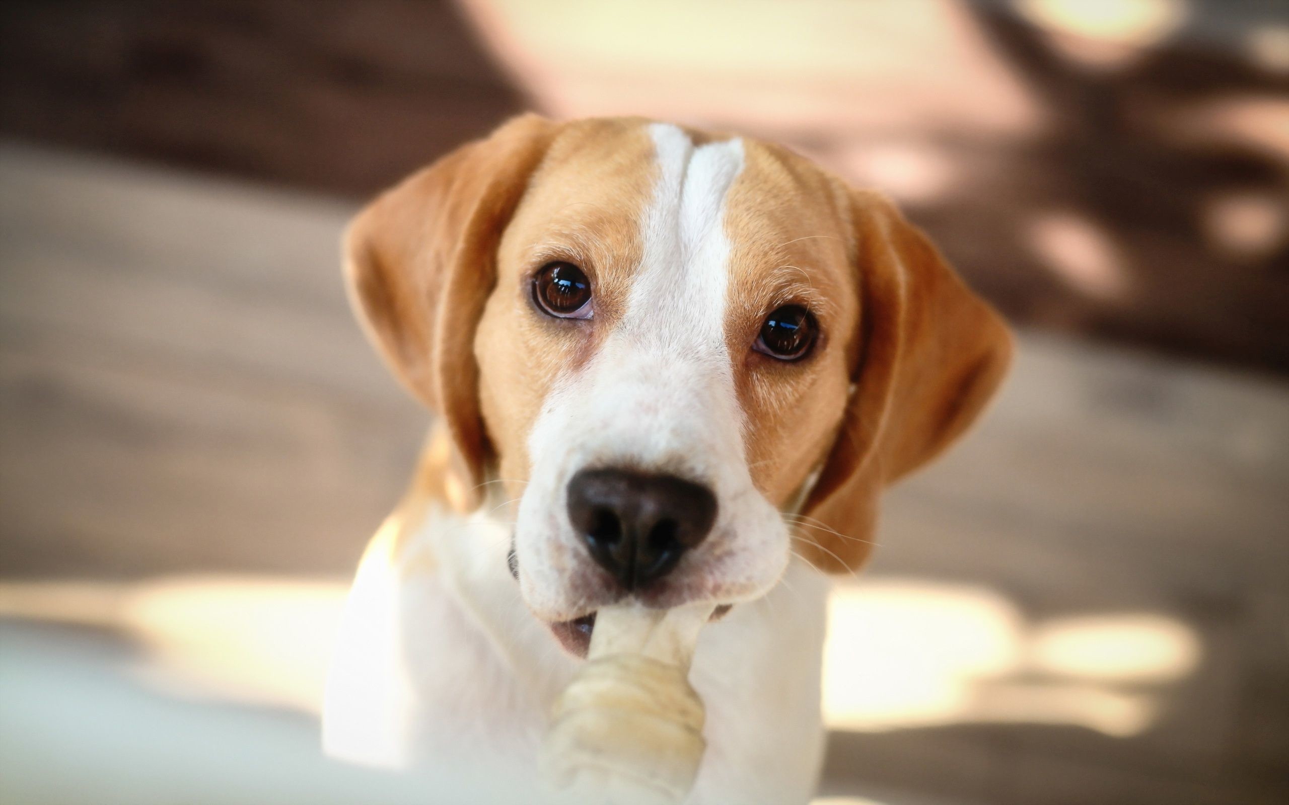 2560x1600 Beagle, close-up, dogs, funny dog, puppy, cute animals,