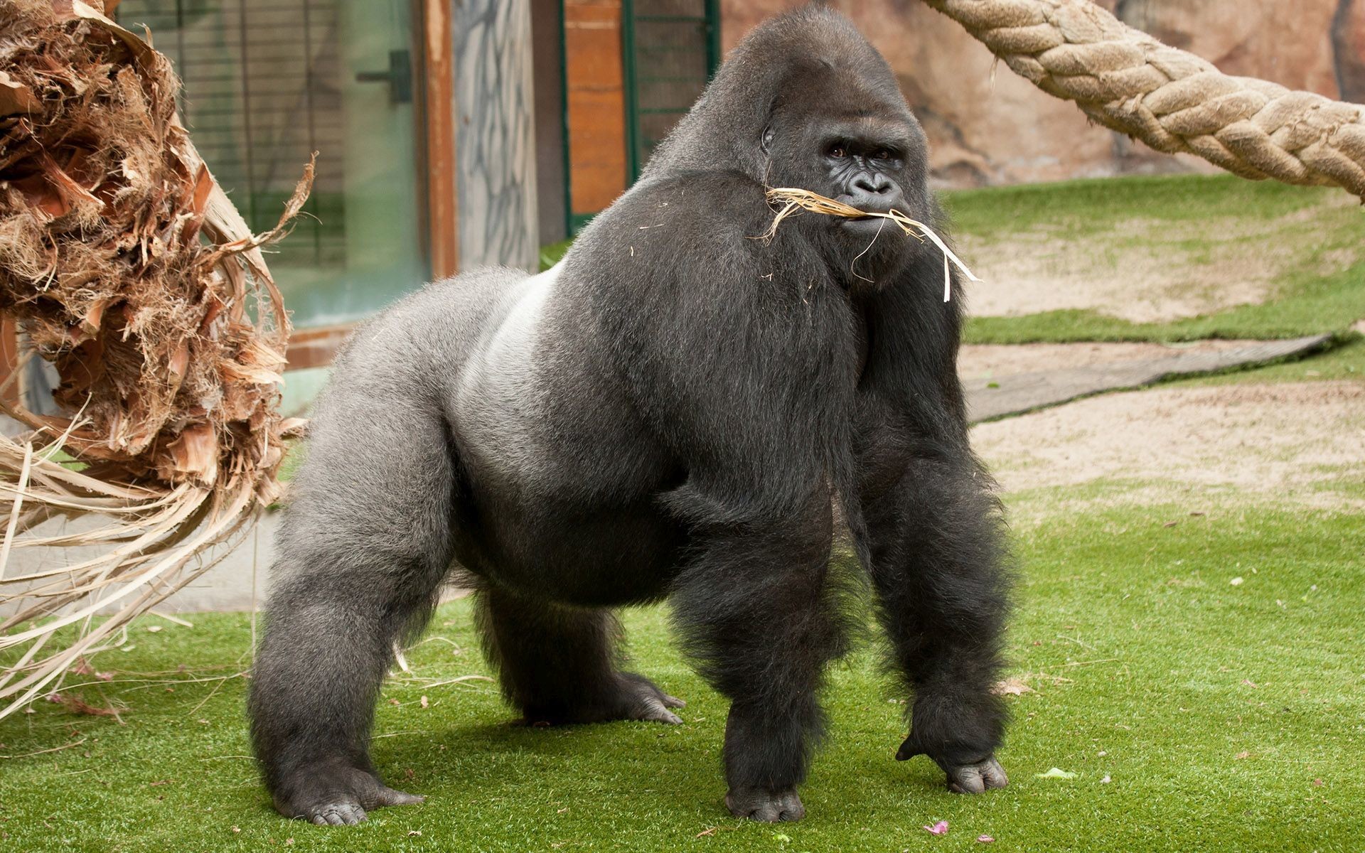 gorilla background