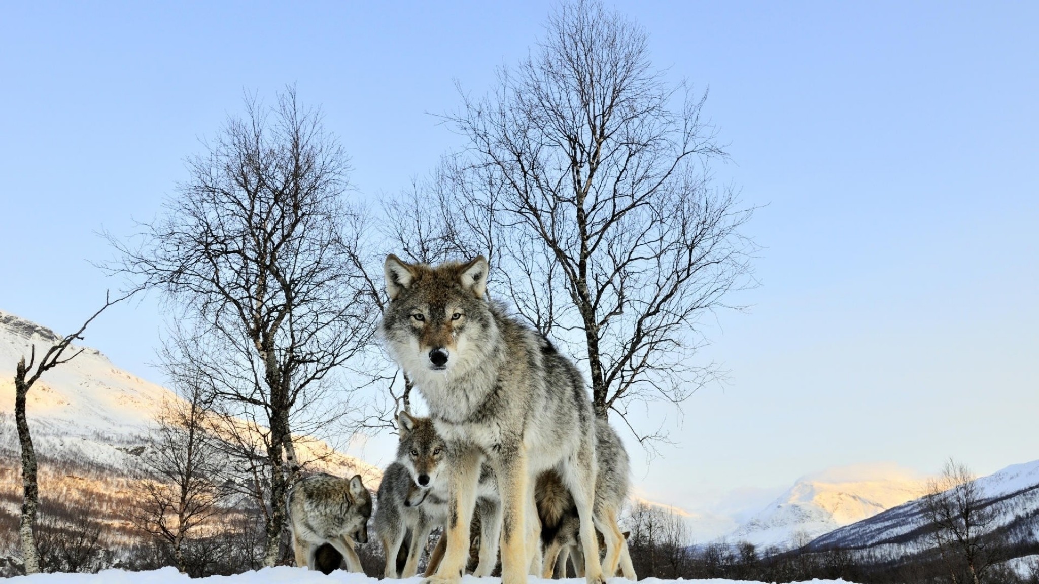 2048x1152  Wallpaper pack of wolves, winter morning, wolf