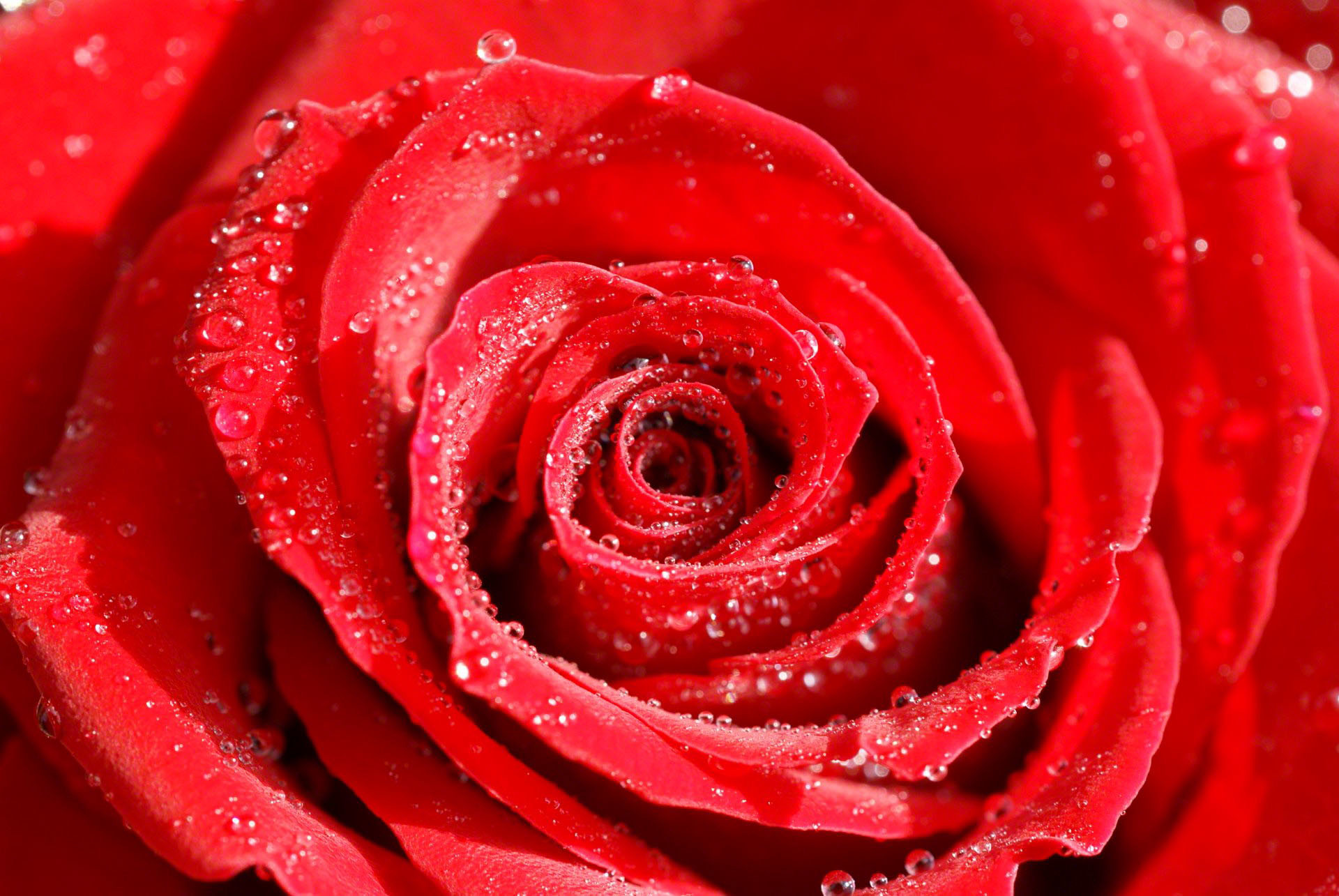 1920x1285 Roses flower, Roses photos, roses wallpaper for your desktop - Red Rose,  White Rose, Orange Rose, Pink