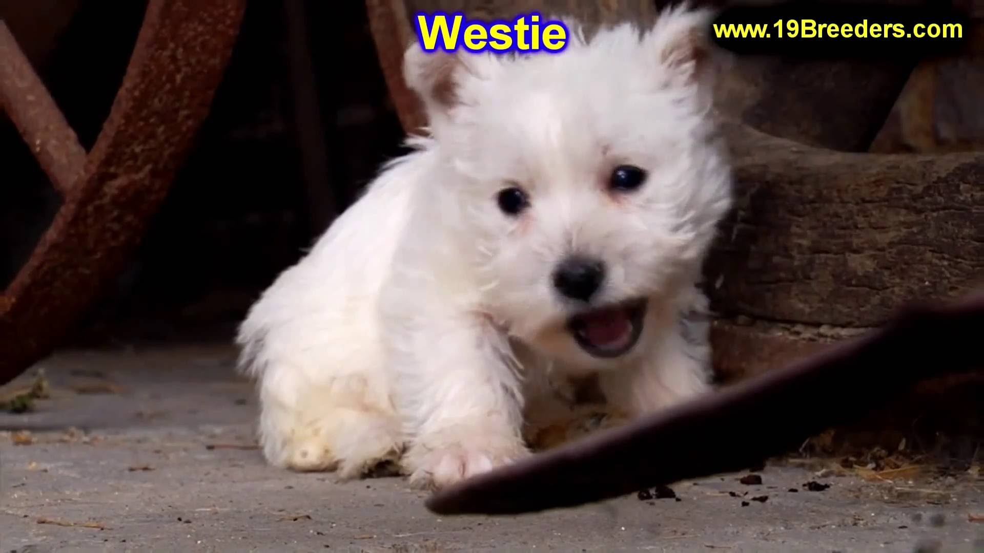 1920x1080 West Highland White Terrier, Westie, Puppies, Dogs, For Sale, In  Montgomery, Alabama, AL, 19Breeders