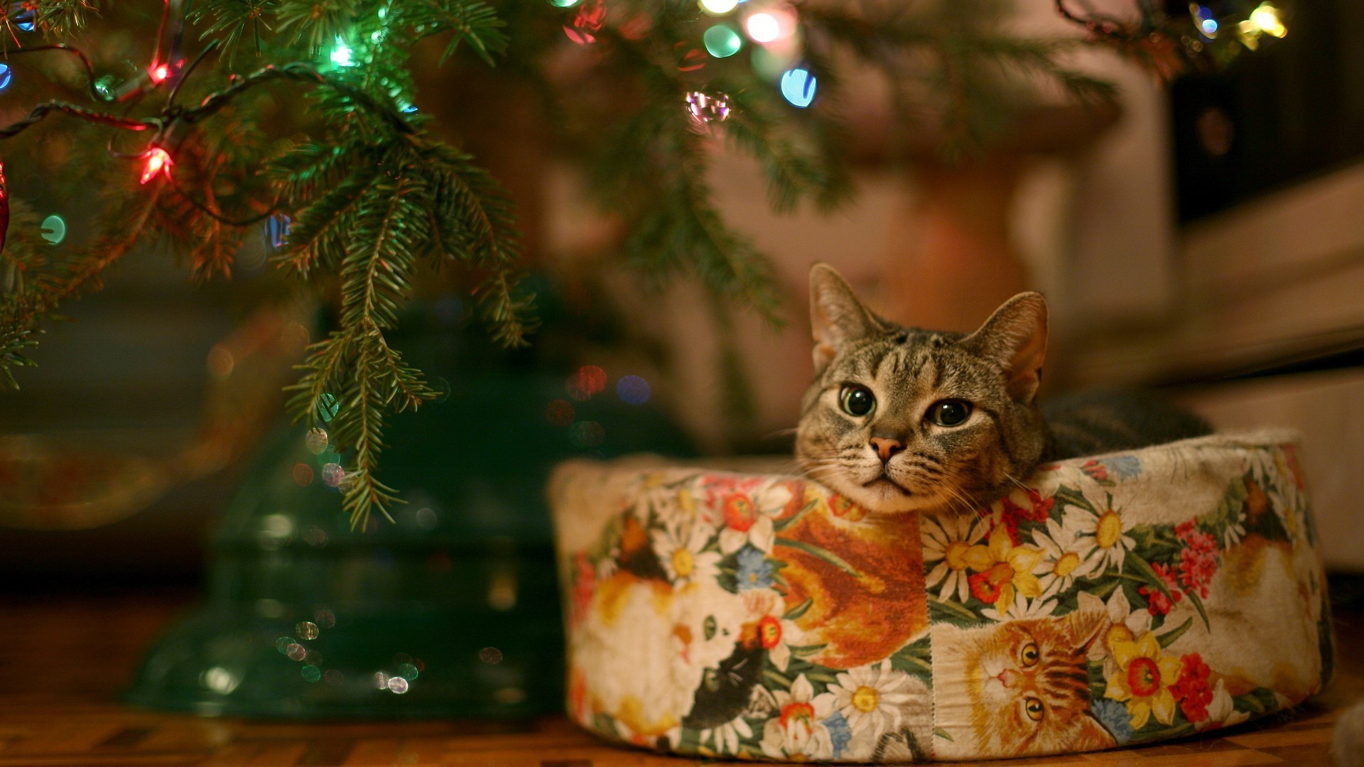 1920x1080 Cat under Christmas tree Widescreen Wallpaper - #2403