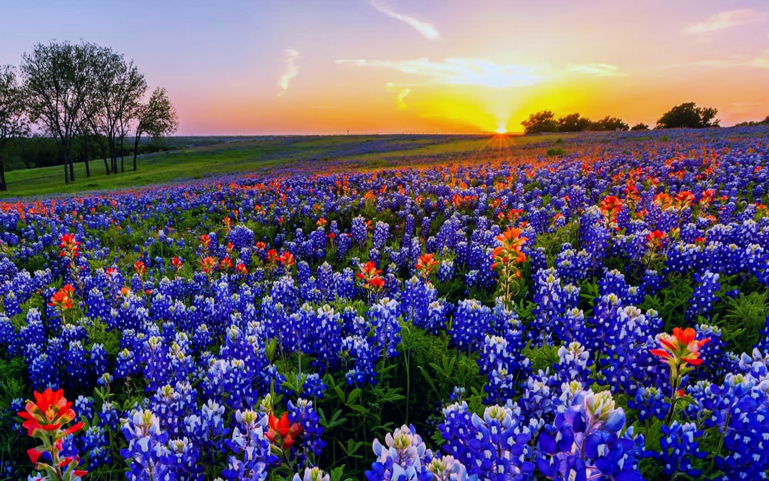 2560x1600 Texas wildflowers