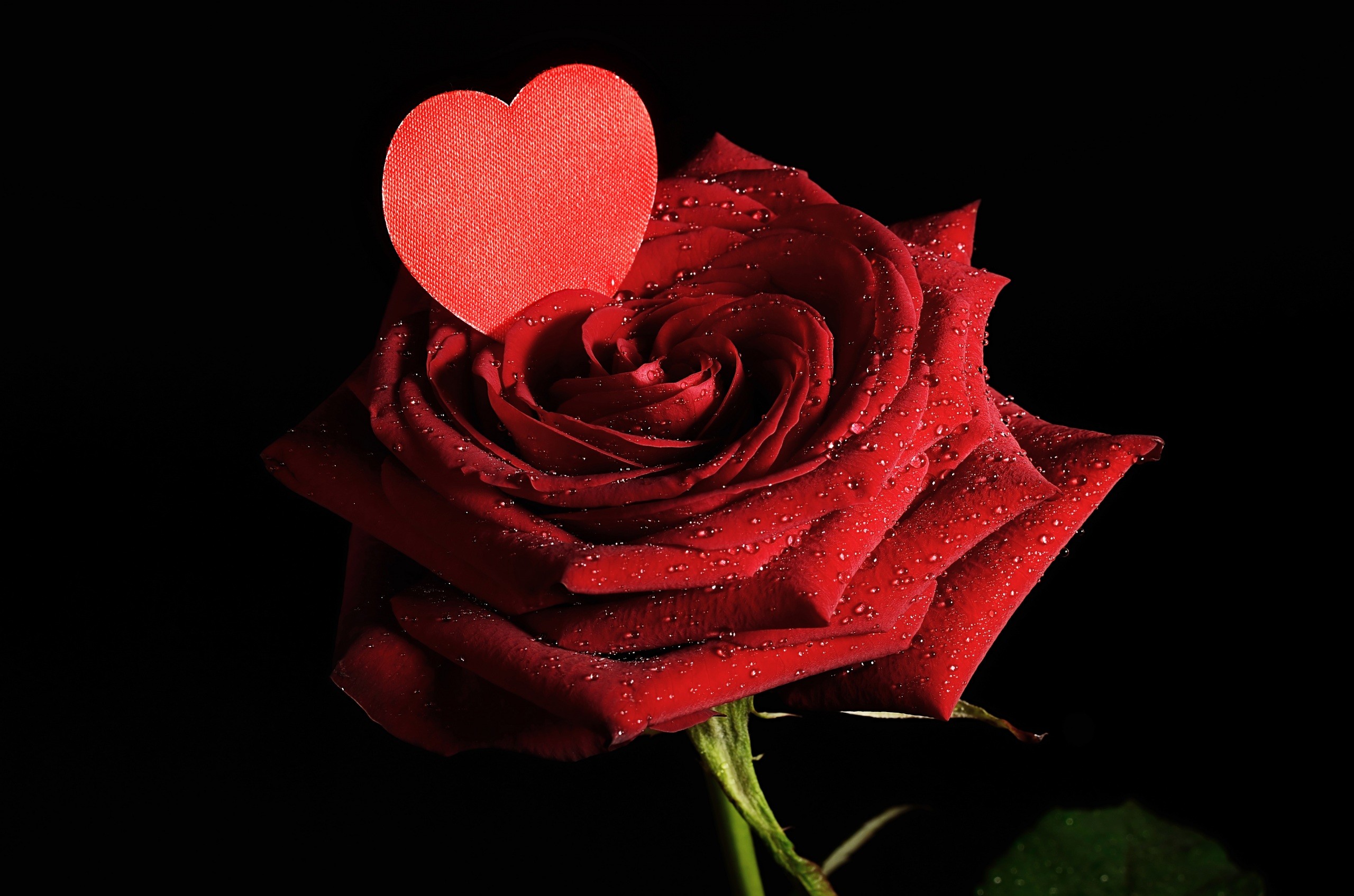 2560x1695 Wallpapers Valentine's Day Heart Red Roses Drops Flowers Black background  