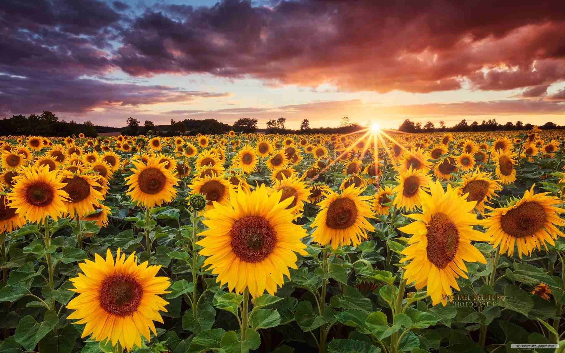 1920x1200 A field of sunflowers with the setting sun in the background