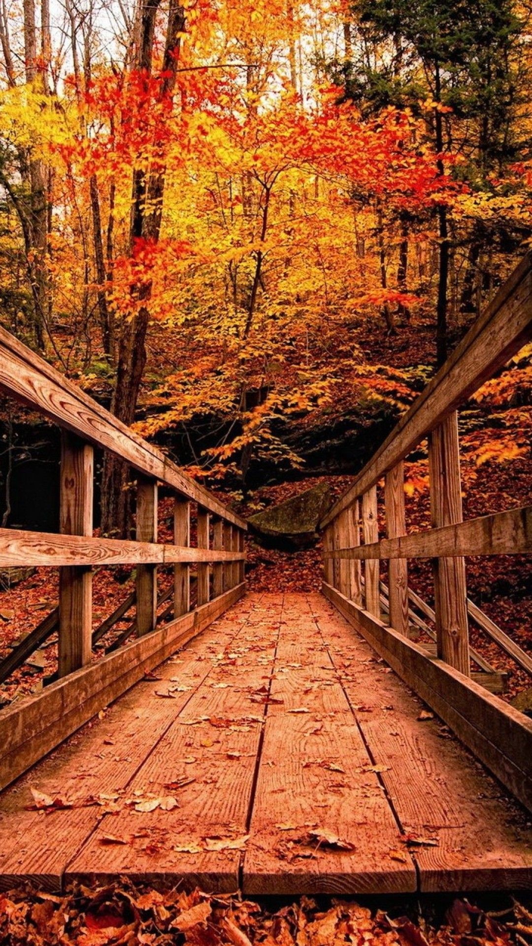 1080x1920 Image for Wood Bridge in Autumn Forest HD Wallpaper Android Phone