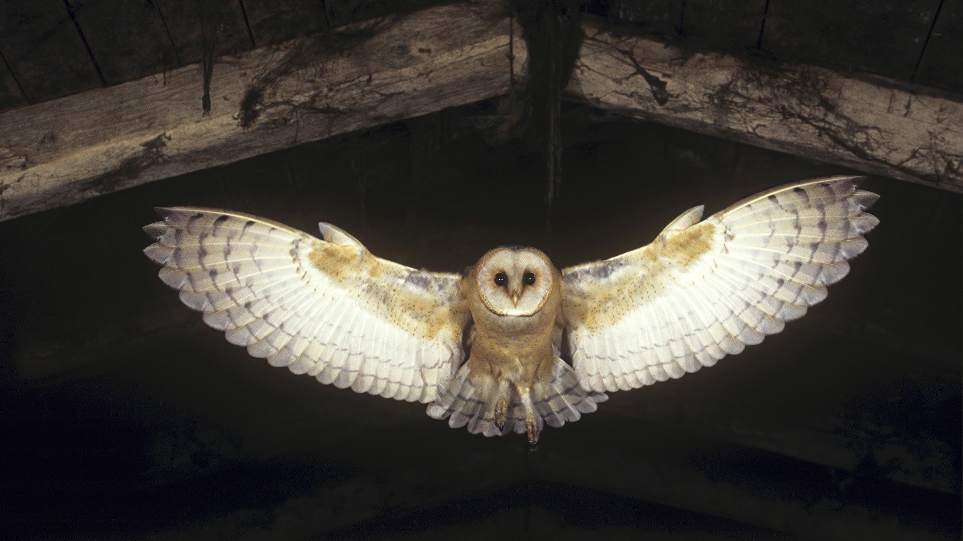 1920x1080 Flying birds animals owls barn wallpaper |  | 319468 | WallpaperUP