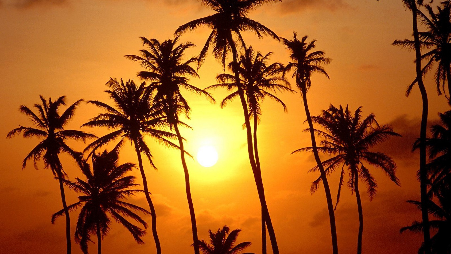1920x1080 top sunset trees paradise brazil palm trees wallpaper x with palm tree  wallpaper.