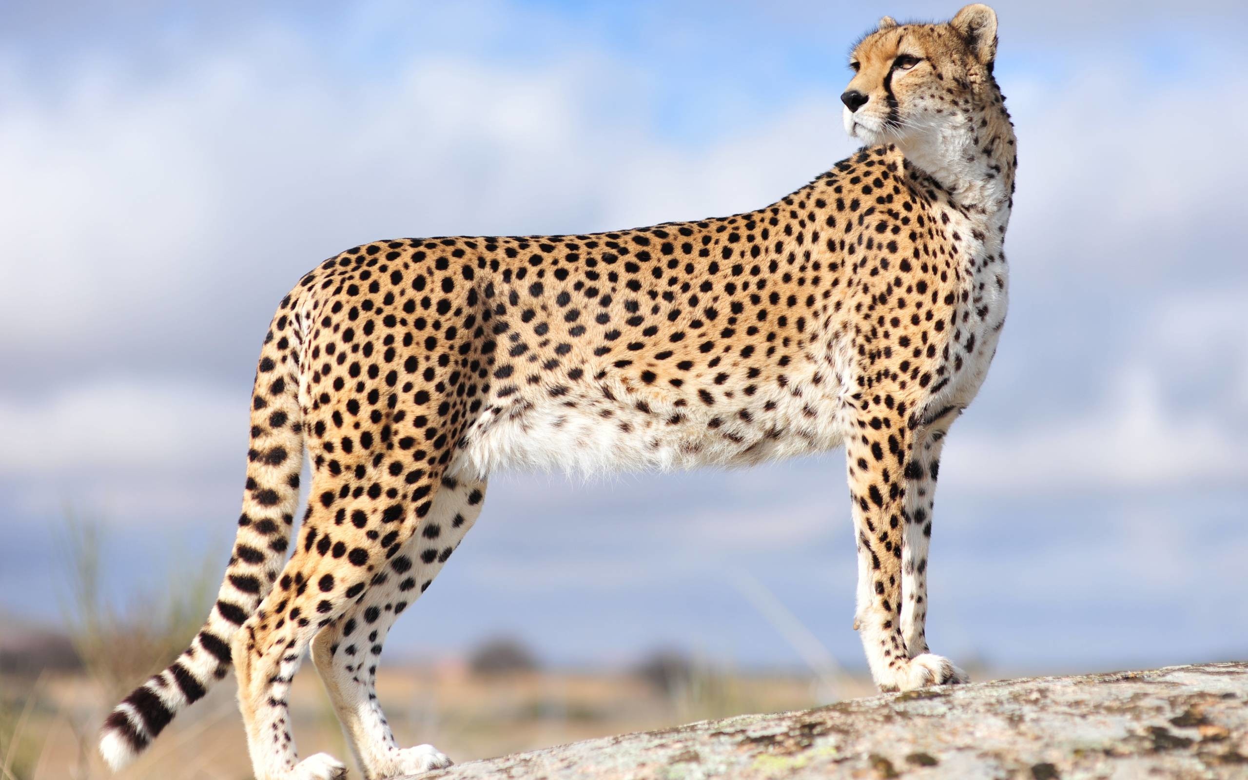 2560x1600 2930x1710 226 Cheetah Wallpapers | Cheetah Backgrounds Page 5