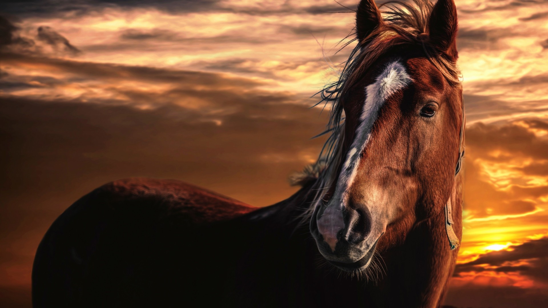 1920x1080 Download now full hd wallpaper horse sunset powerful ...