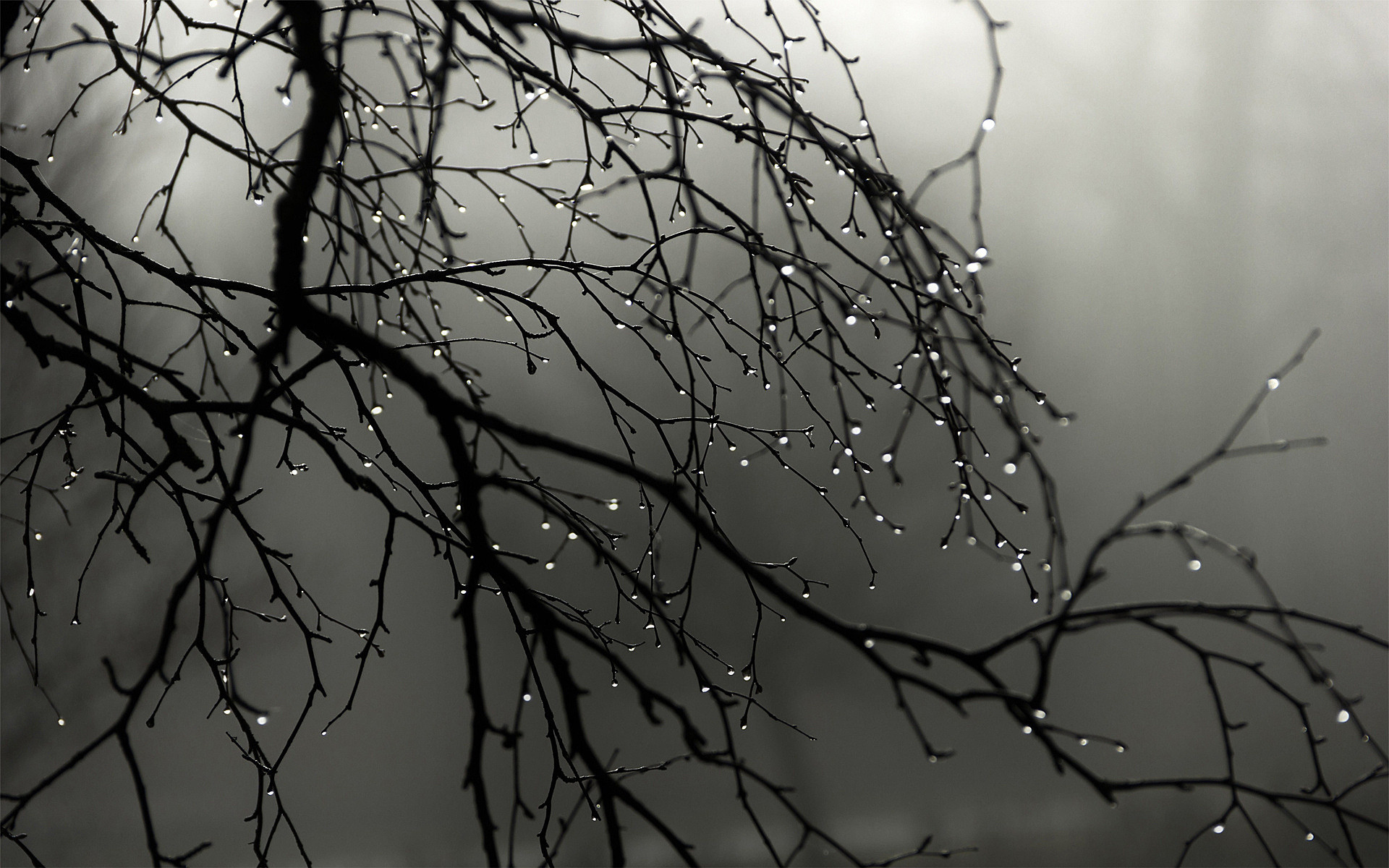 Rain Black Background Images  Free Download on Freepik