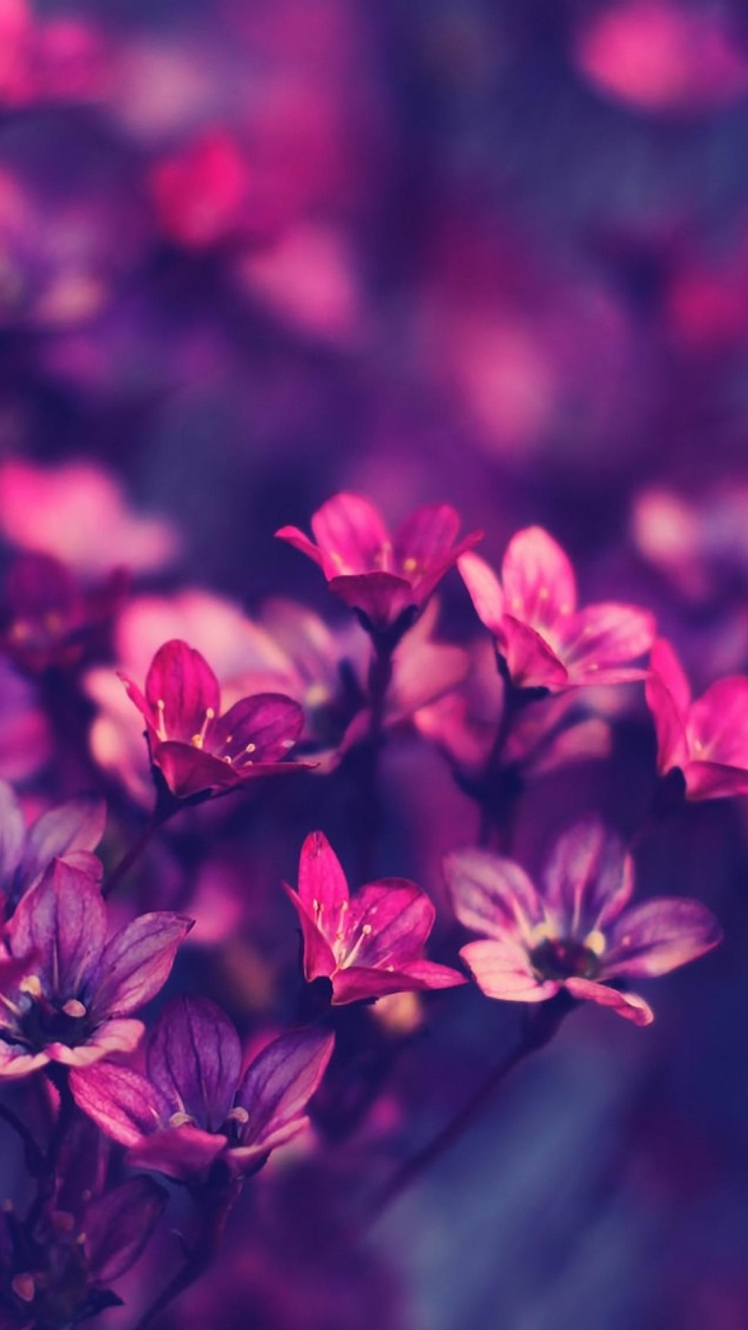 1080x1920 Download the Android Flowers HD wallpaper