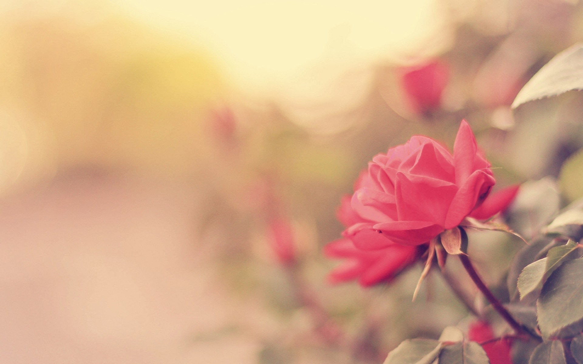 1920x1200 Beautiful Pink Flowers Branch Wallpapers x