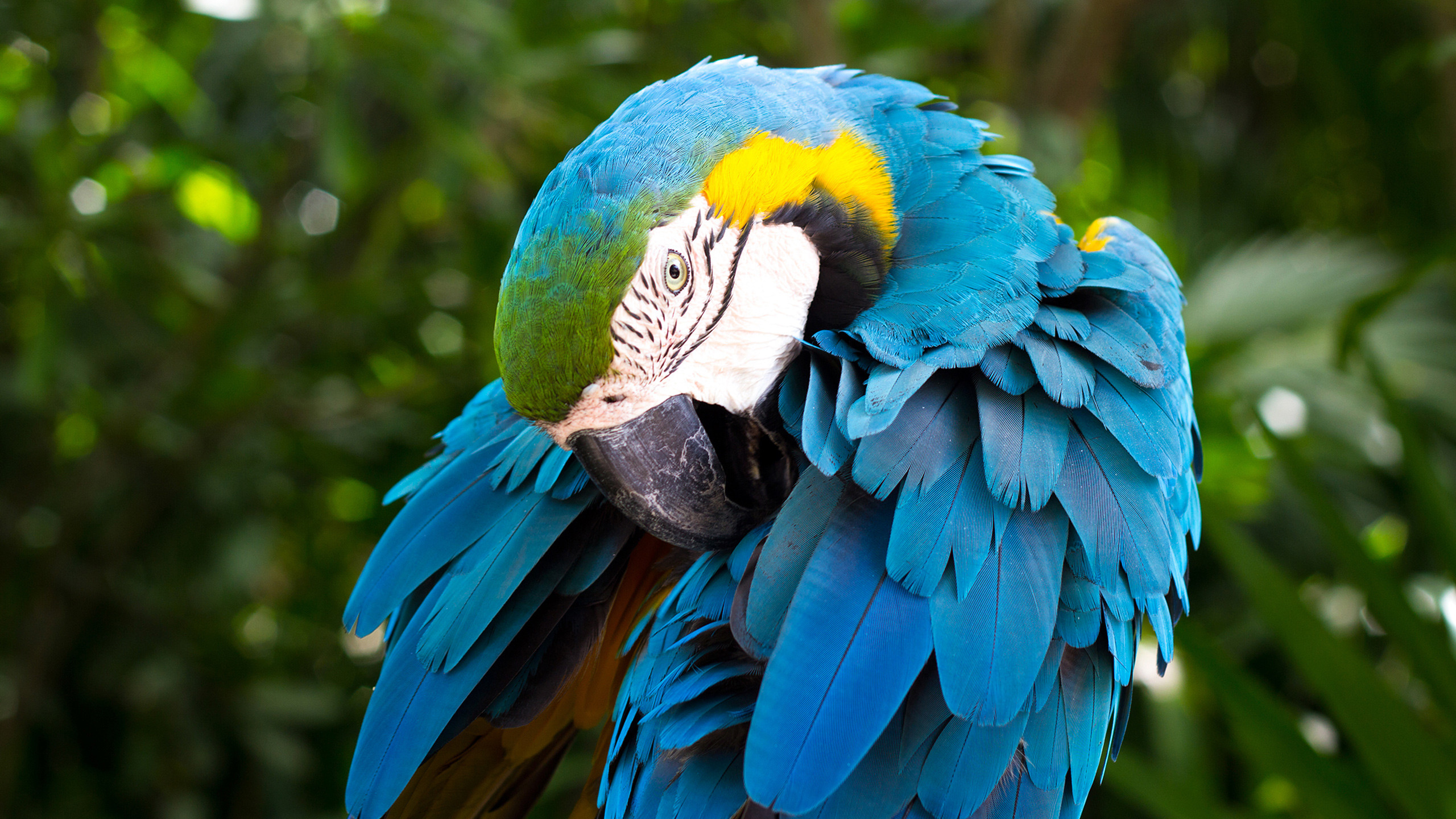 2560x1440 Description: Download Blue and yellow Macaw Animals & Birds wallpaper ...
