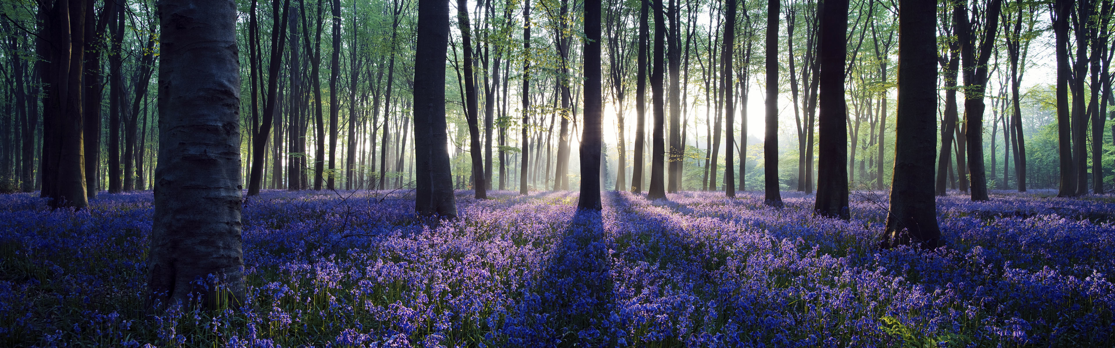 3840x1200 wallpaper.wiki-Lavender-in-Forest-Panoramic-Image-PIC-