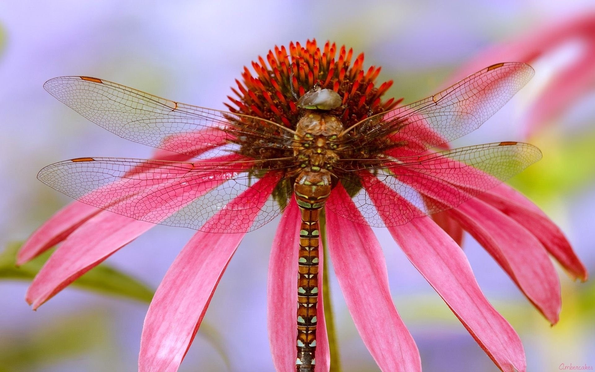 DragonfLy Screensavers and Wallpaper (43+ images)