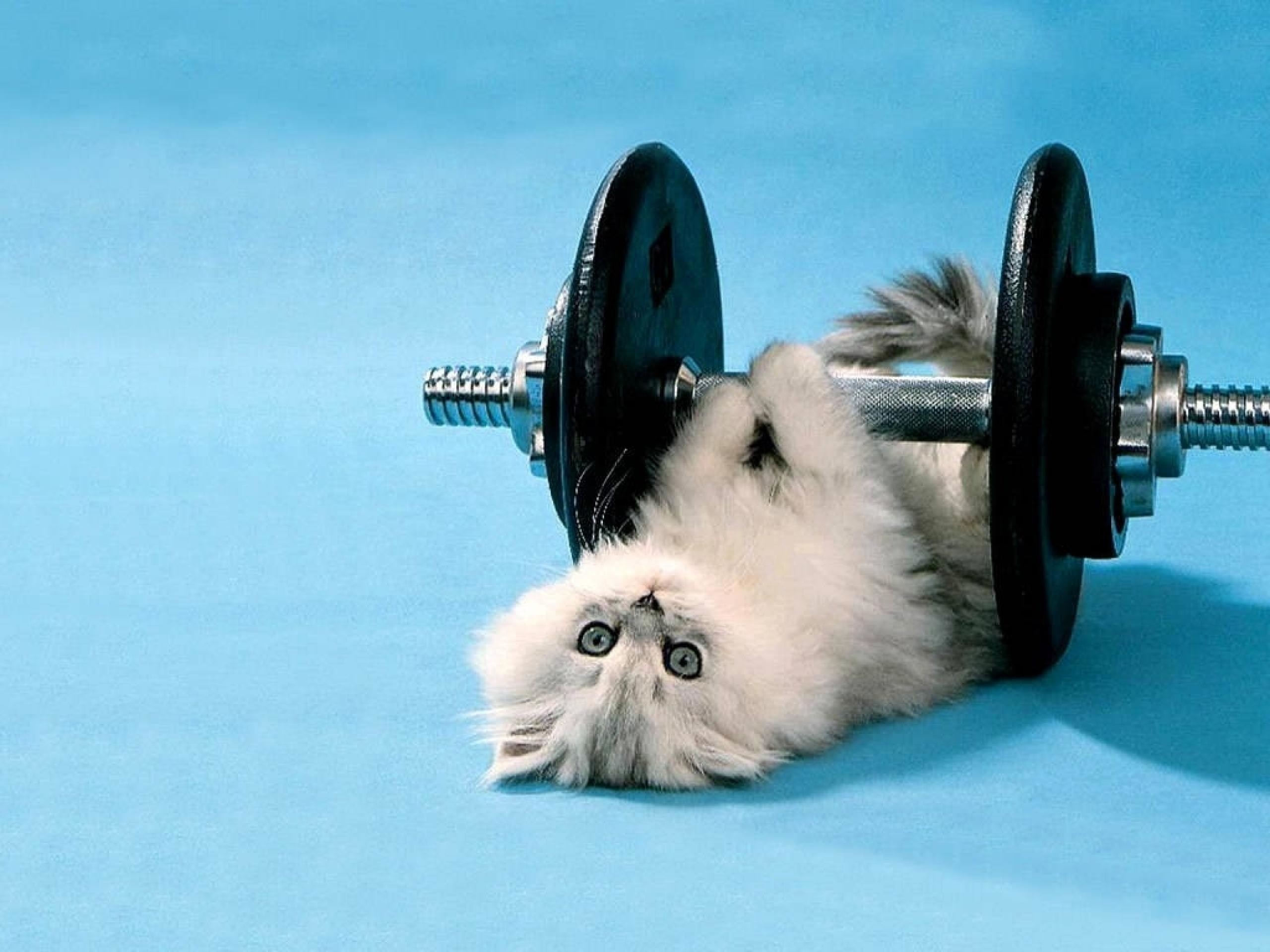 2560x1920 funny kitten lifting weights wallpaper thumb