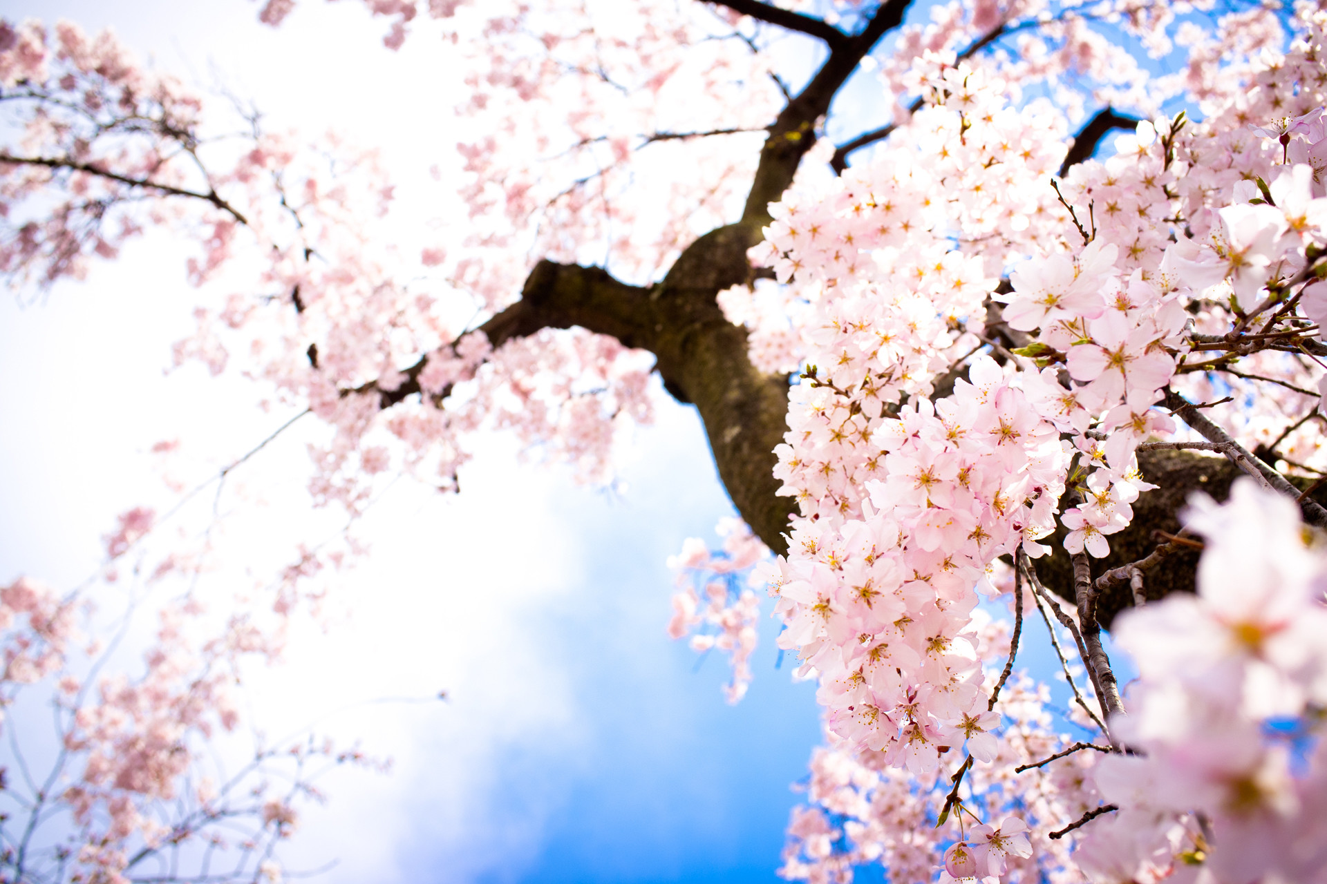 1920x1280 Cherry Blossom