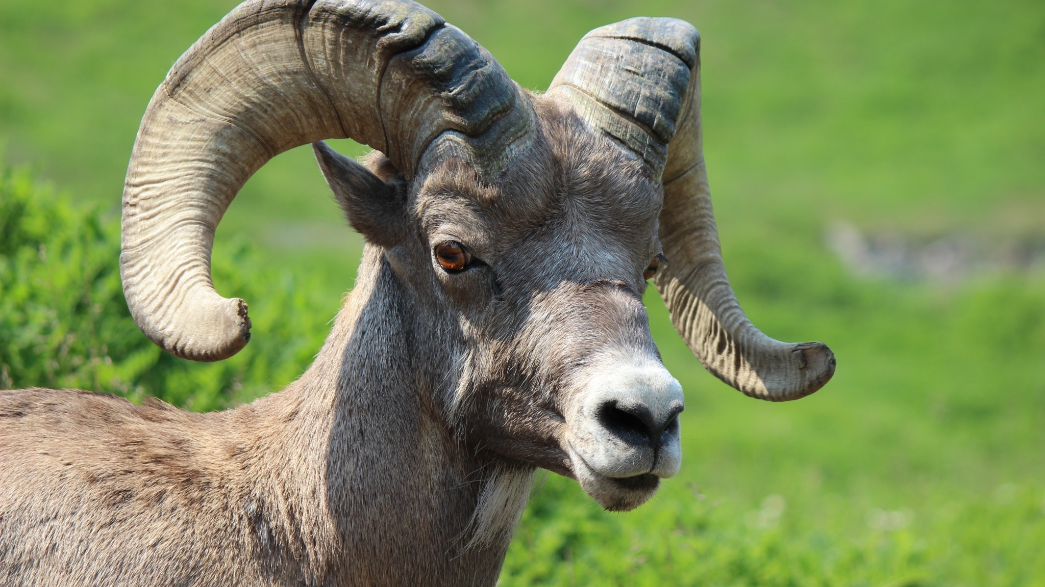 2048x1152 Preview wallpaper goat, horns, muzzle 