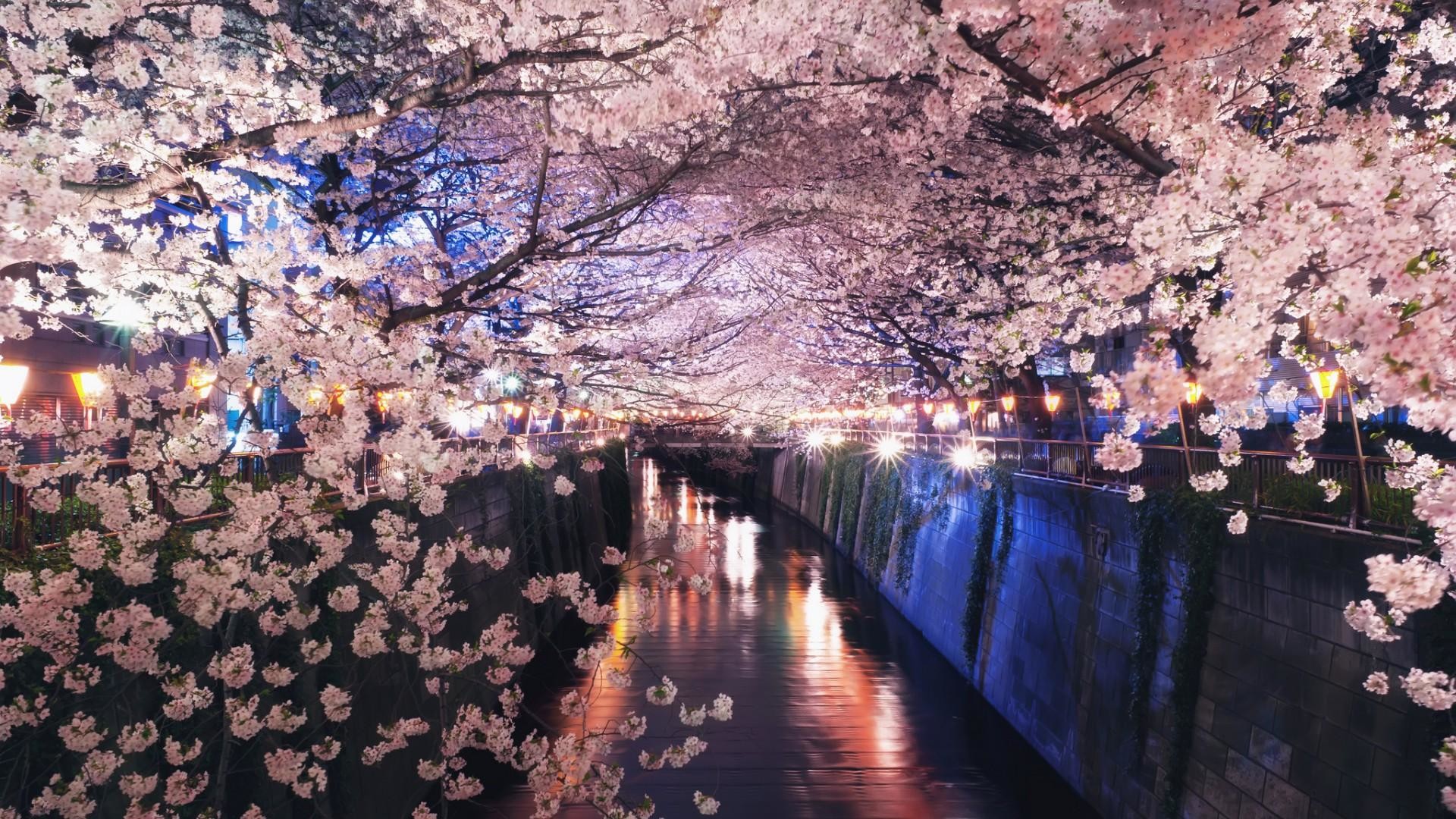 1920x1080 ... wallpaper Flower on the river in japan spring japan cherry blossom ...