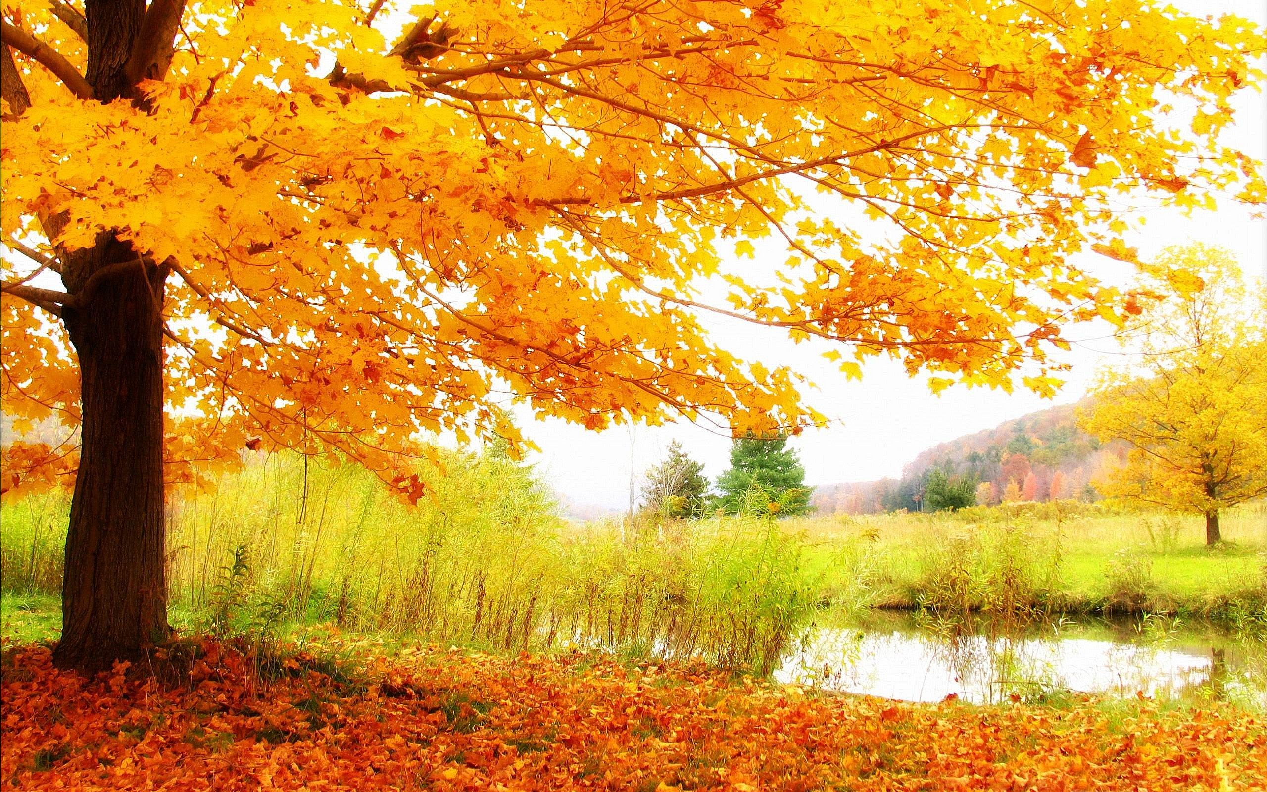 2560x1600 HD Autumn Scenery Wallpaper