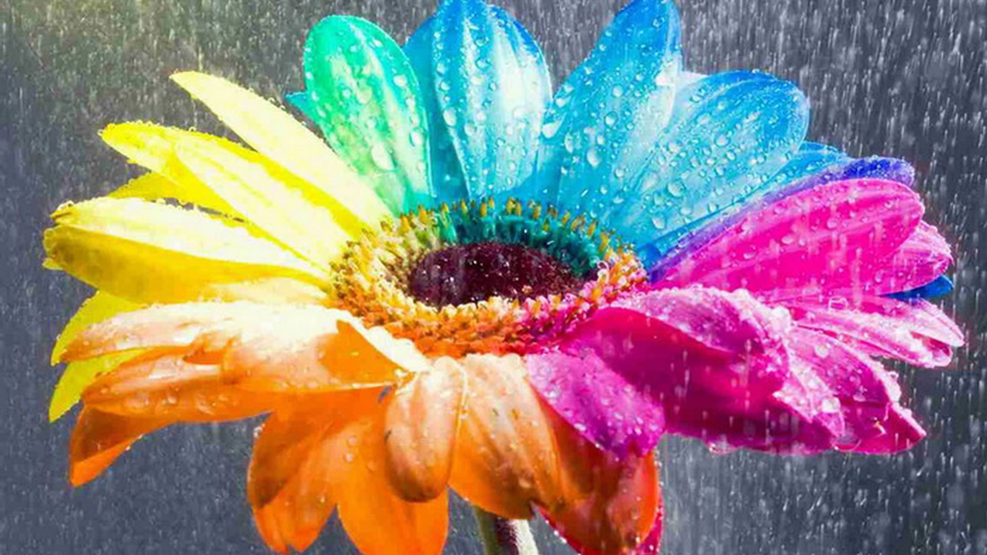 1920x1080 Amazing Nice Colorful Rainbow Flower HD Wallpapers. Added On ..