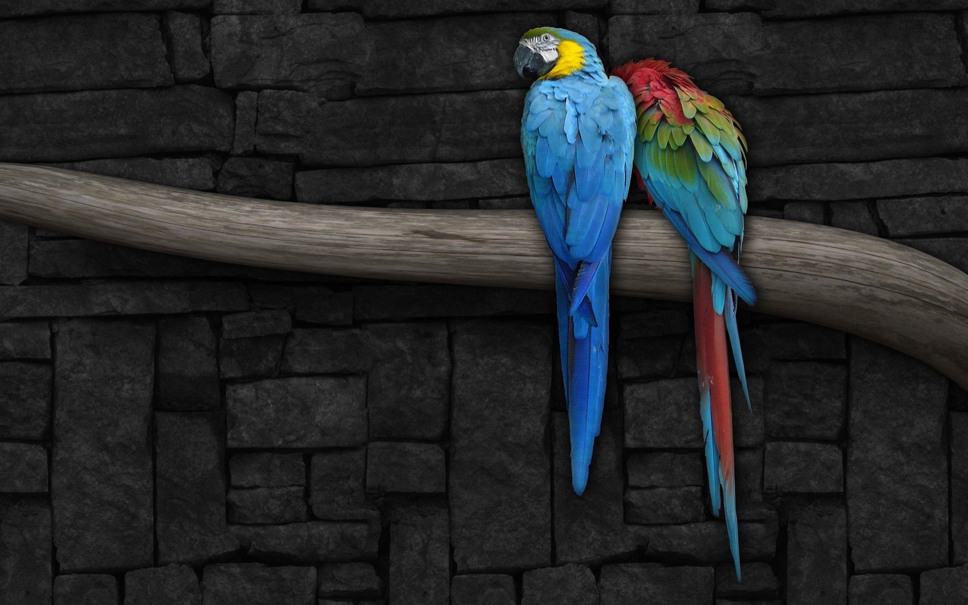 1920x1200 ... Couple Of Scarlet Macaws Wallpaper ...