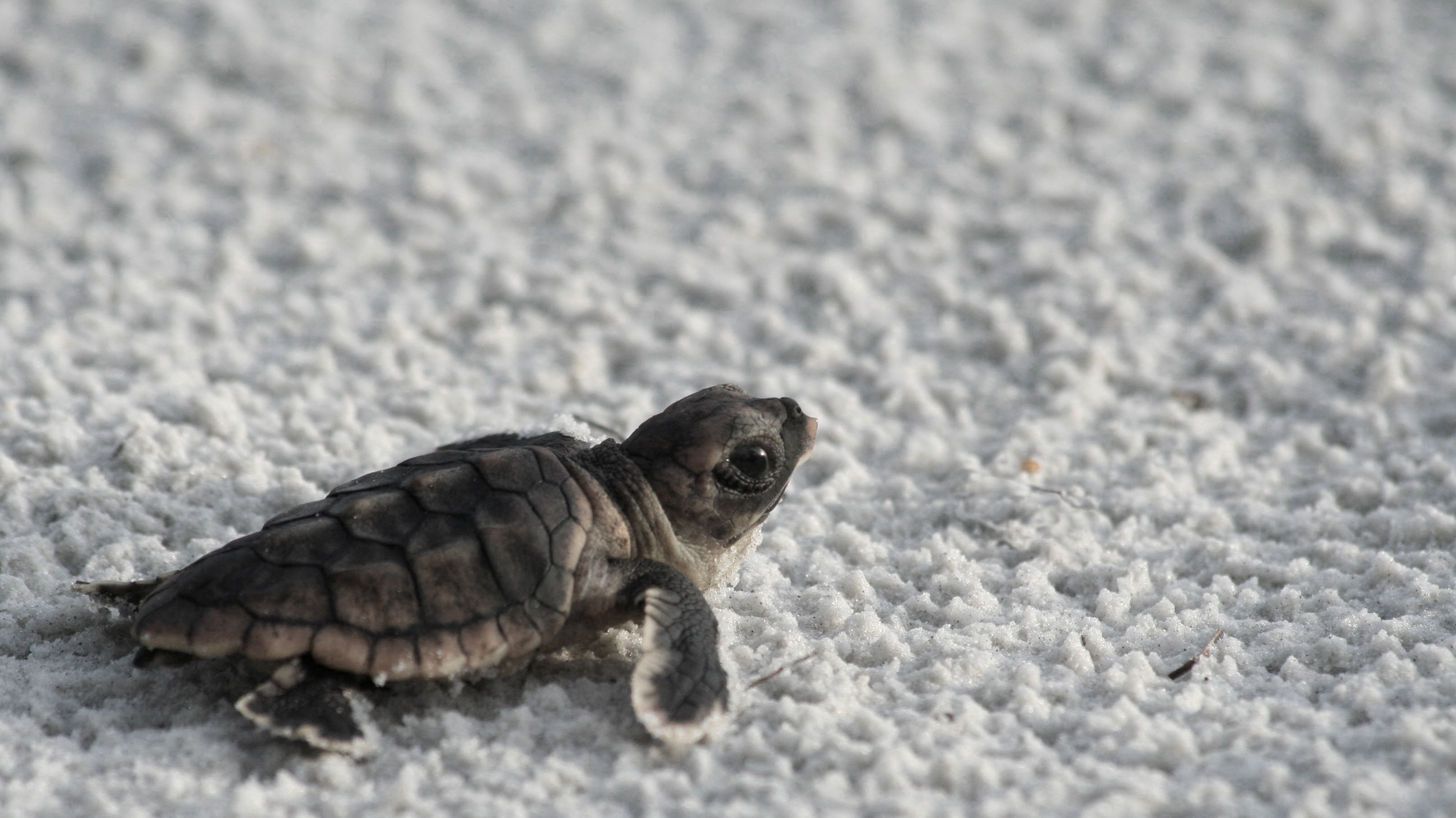 3224x1812 High Quality Cute Sea Turtle Wallpaper | Full HD Pictures