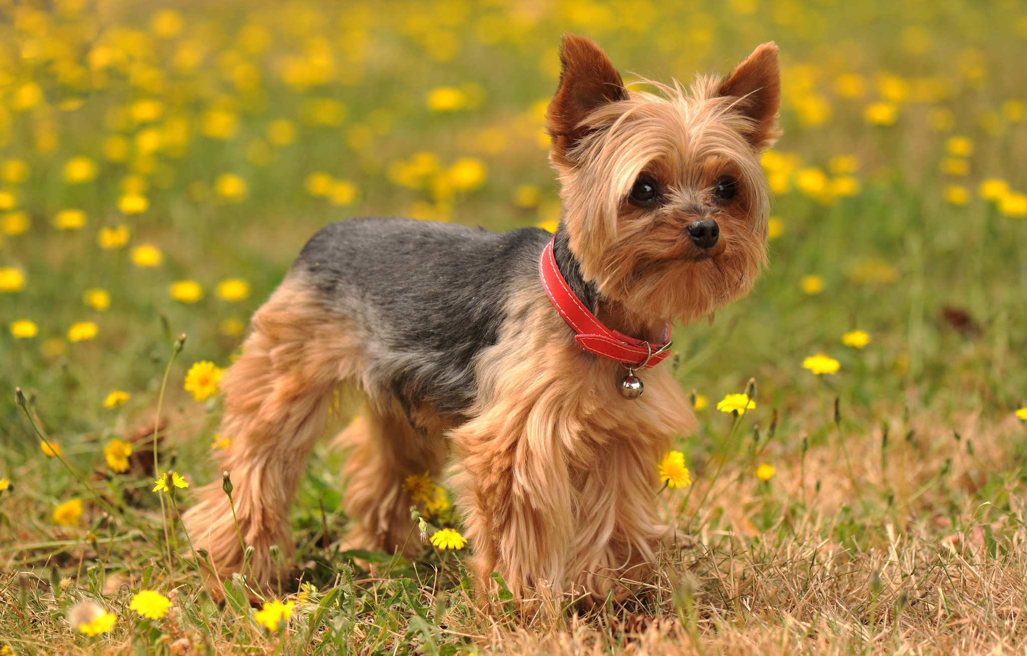 2048x1309 Yorkshire Terrier Wallpapers - Page 1