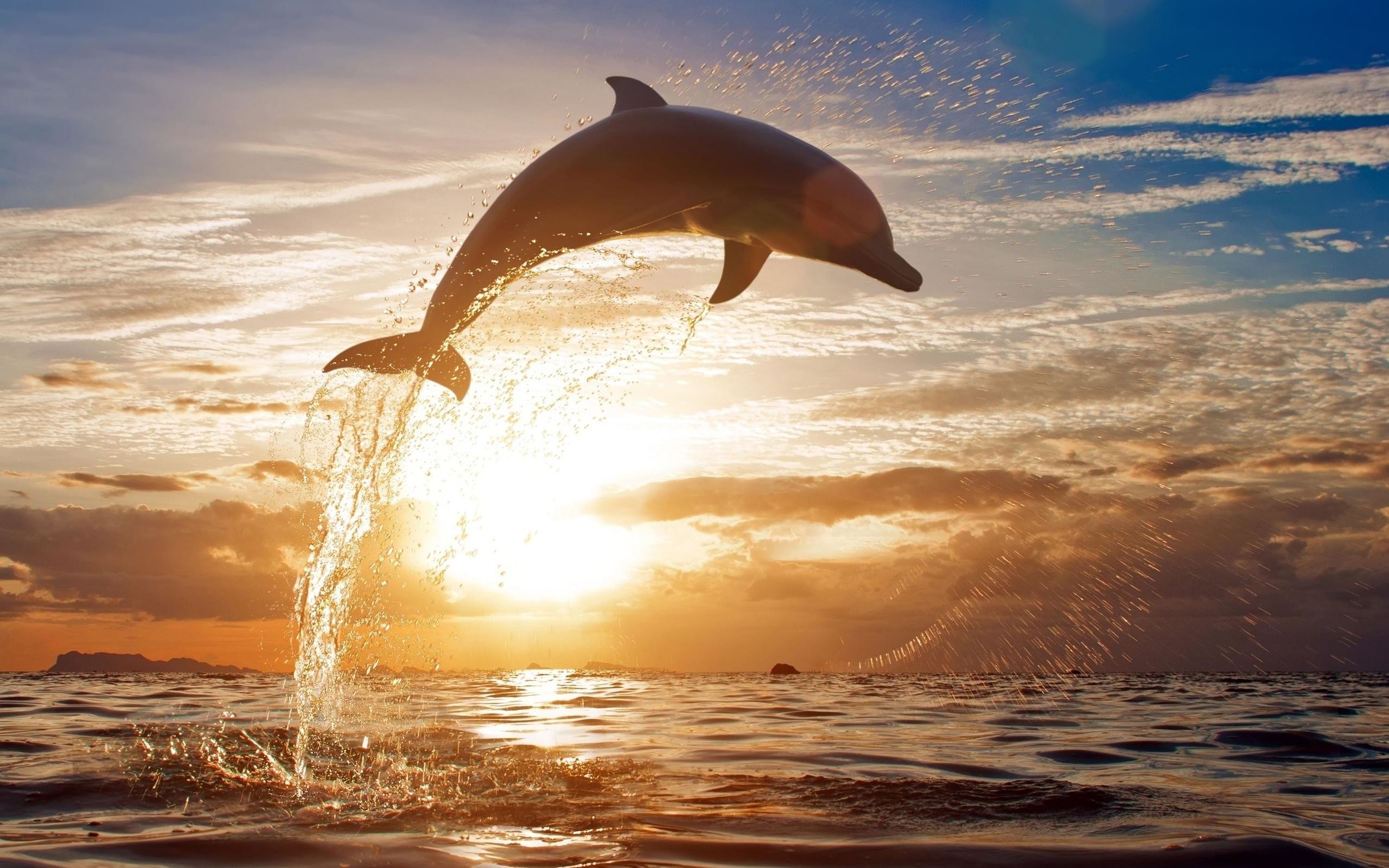2560x1600 Dolphin Sunset Image For Desktop Wallpaper 2560 x 1600 px 1.2 MB jumping  animated purple cute