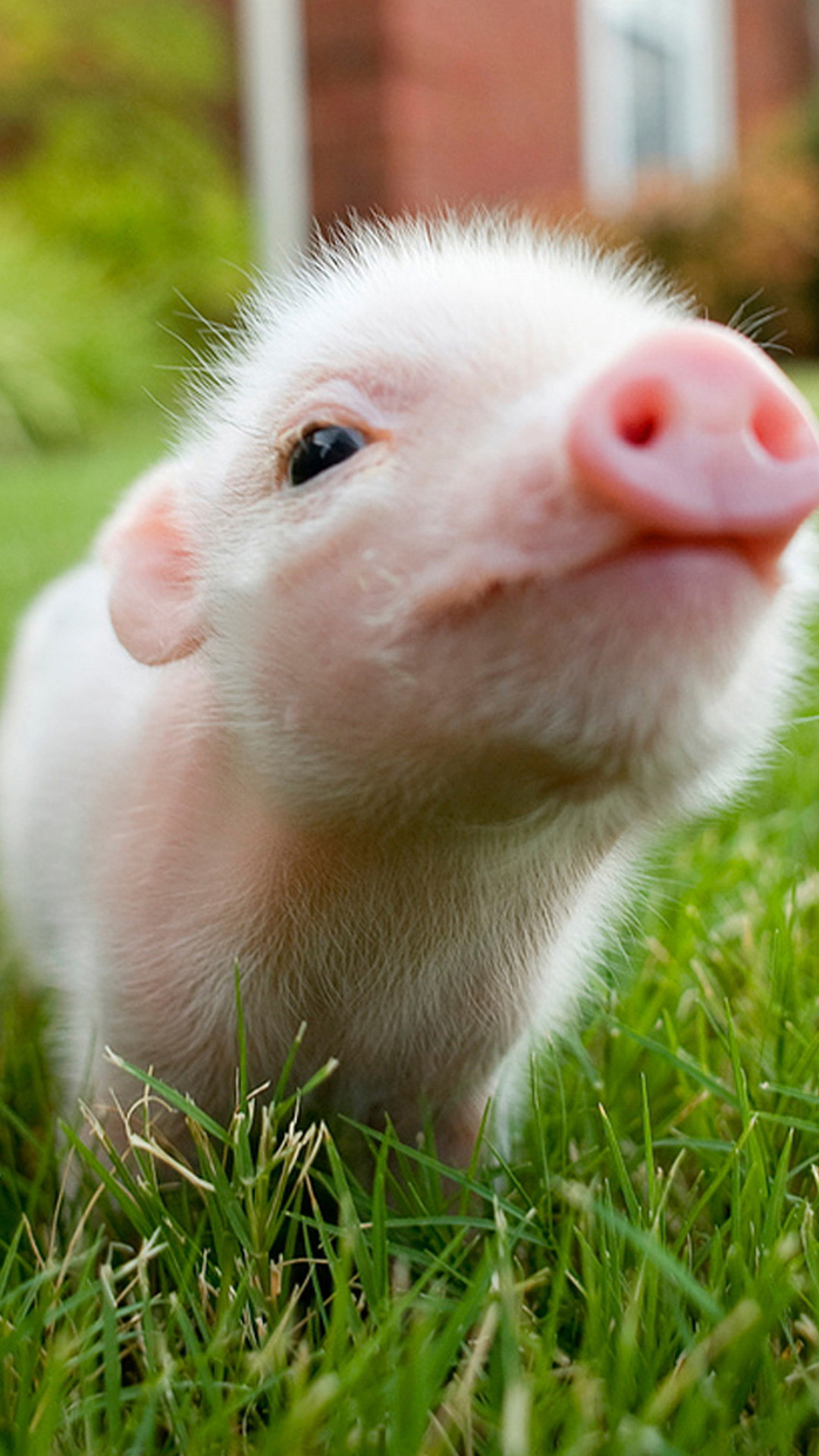 1080x1920 Cute pig LG G2 Wallpapers, LG G2 Wallpapers, LG Wallpapers