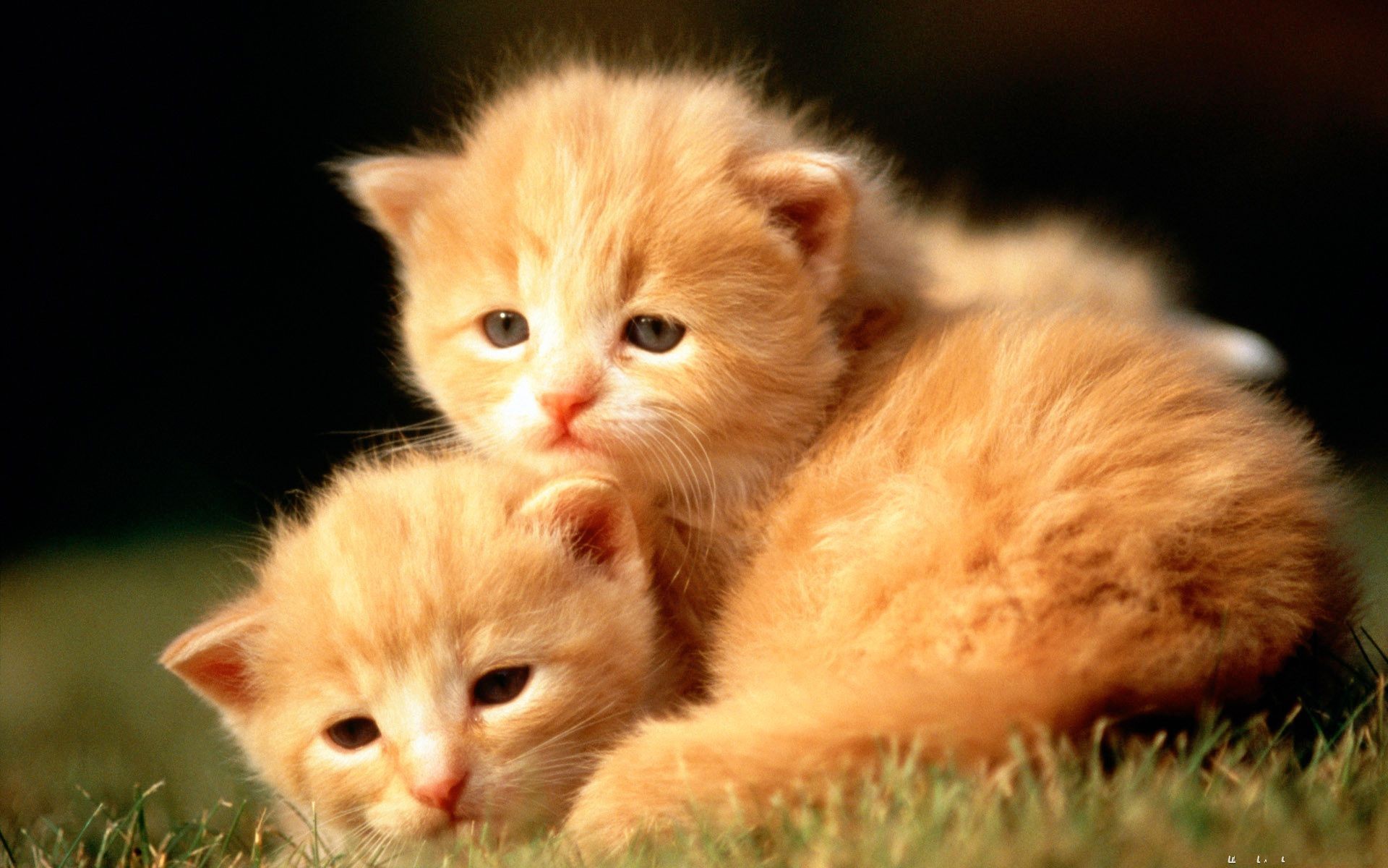 1920x1200 Cute Baby Animal Cats Desktop Pics