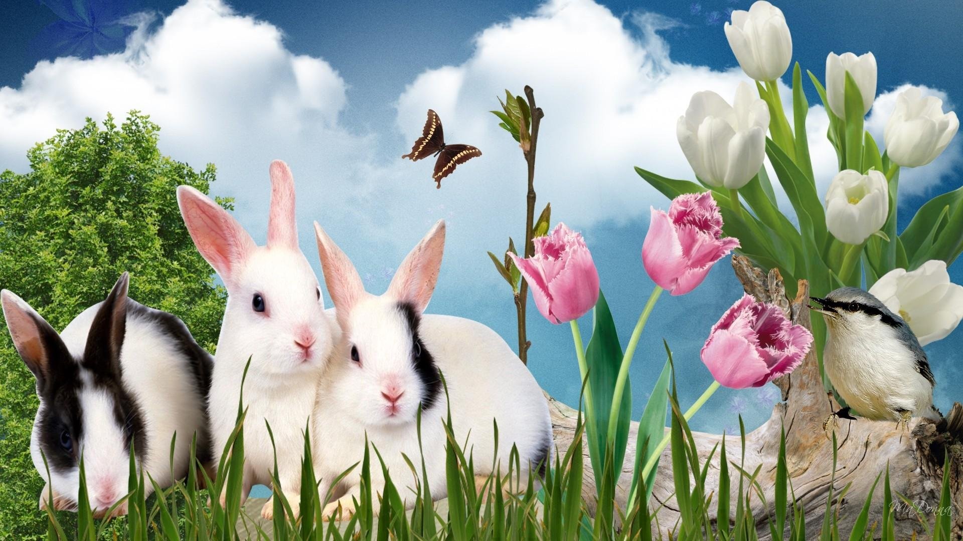 1920x1080 Easter Rabbits 383992