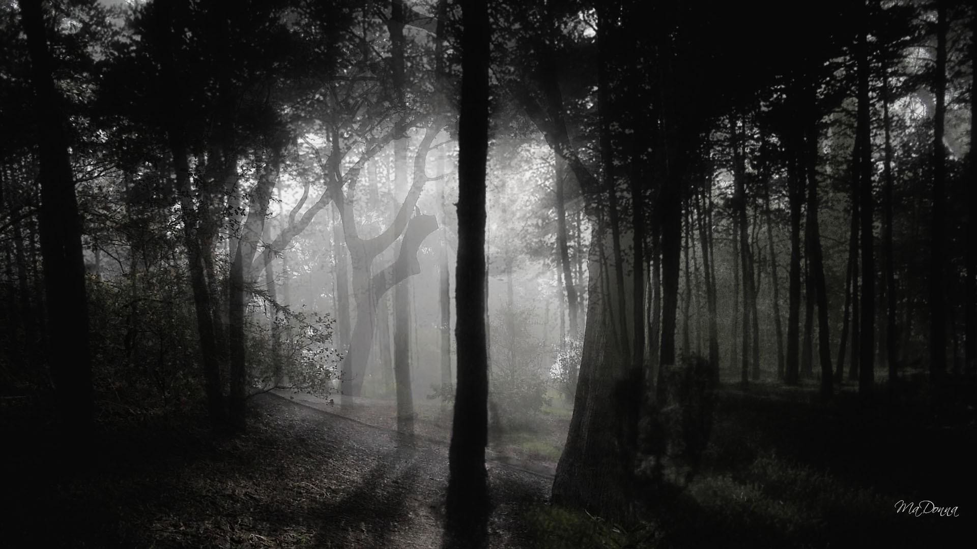 1920x1080 Dark-Woods-Images