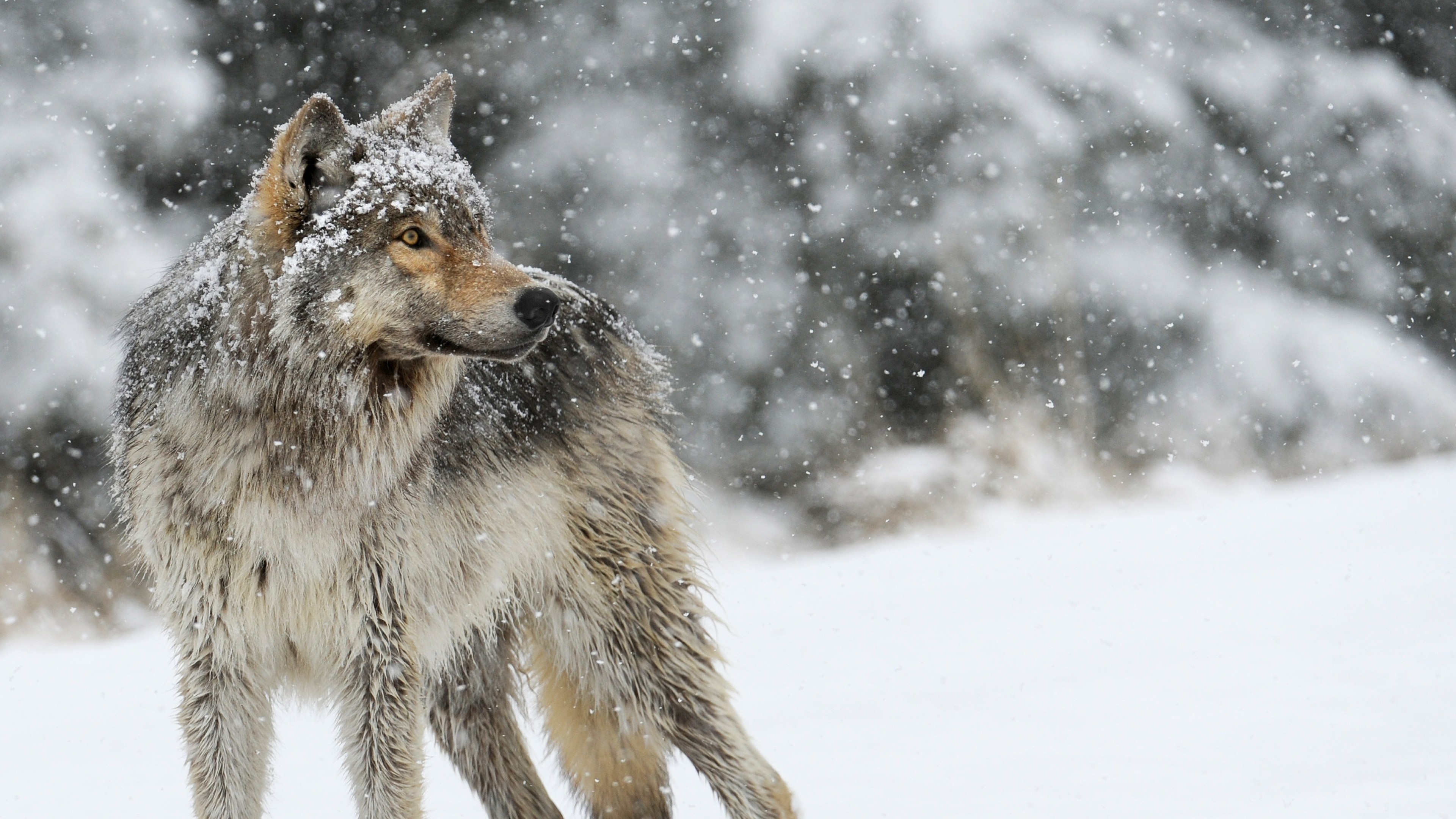 3840x2160  Angry Wolf Wallpapers Images All Wallpaper Desktop  px  2.64 MB animal Hd Tumblr Wolf Dark