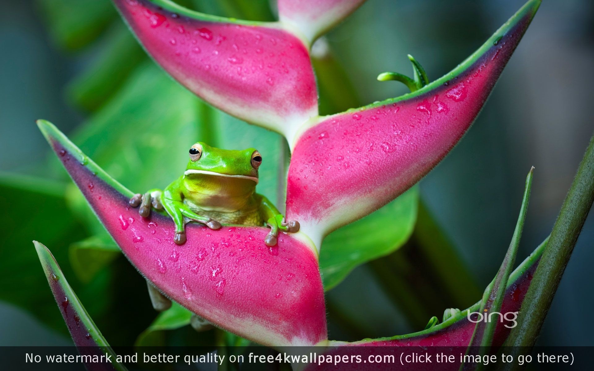 1920x1200 Best frog 4K or HD wallpapers for your PC, Mac or Mobile Device