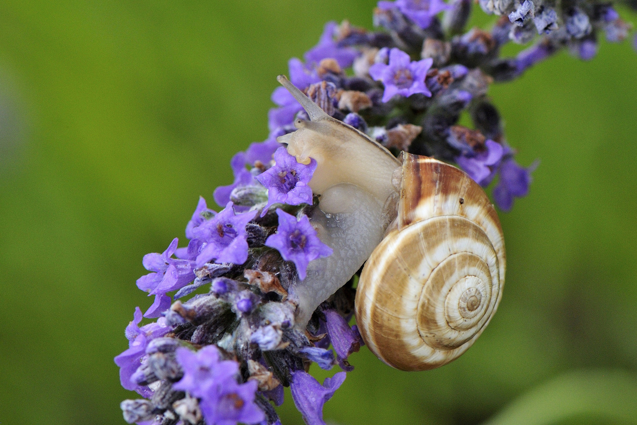 2048x1366 Snail on a Lavender Flower