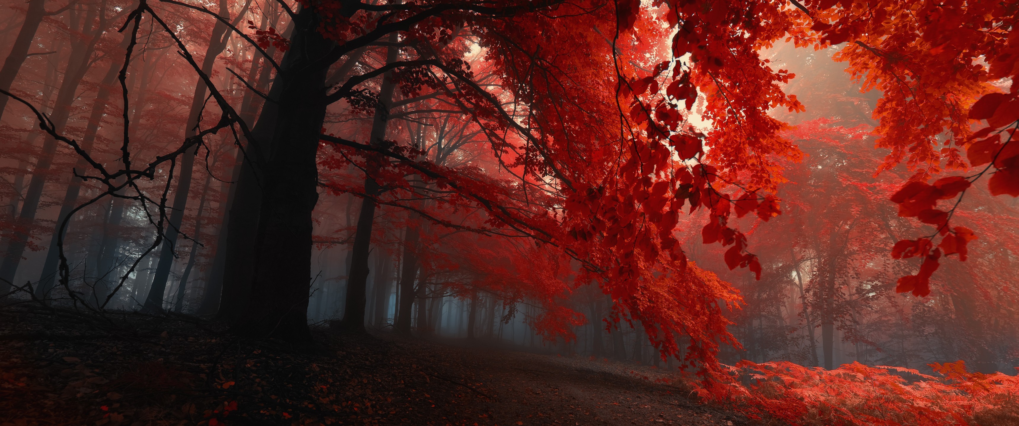 3440x1440 Red Leaves Ultrawide Wallpaper