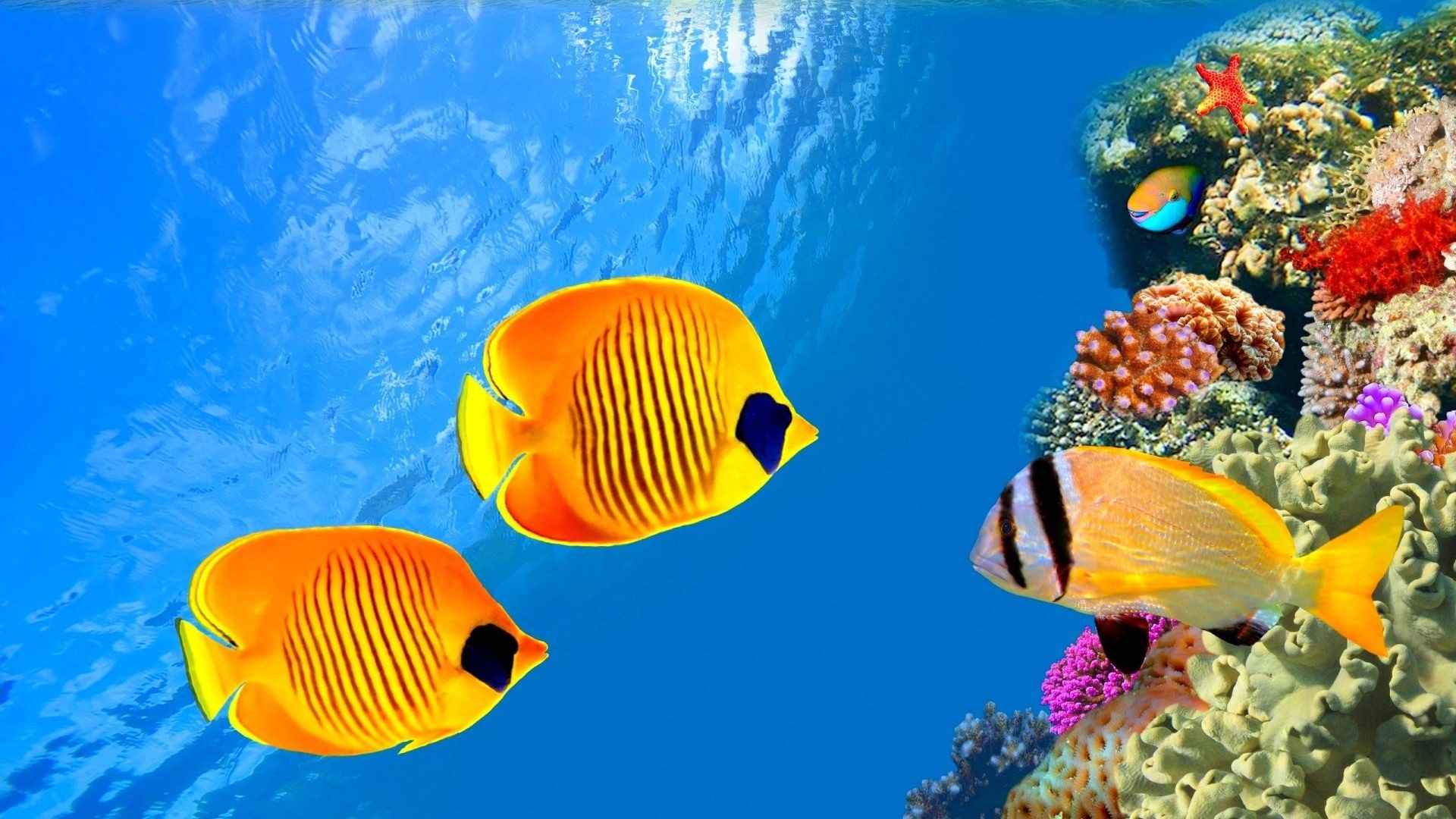 1920x1080 Underwater Tag - Nature Fish Sea Underwater Fishes Ocean Sealife Moving Hd  Wallpaper for HD 16