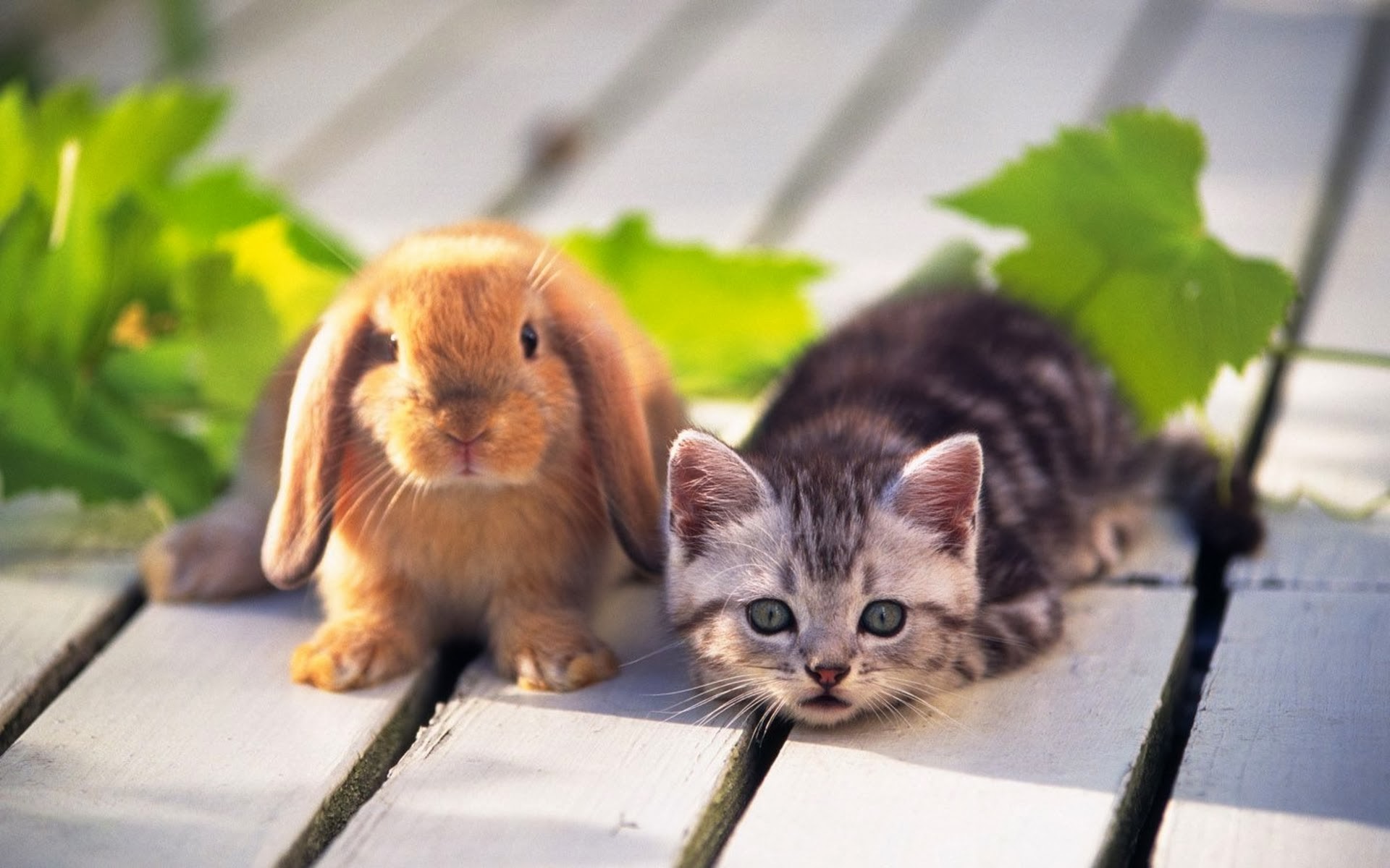 1920x1200 cat rabbit cute animal wallpaper Wallpaper