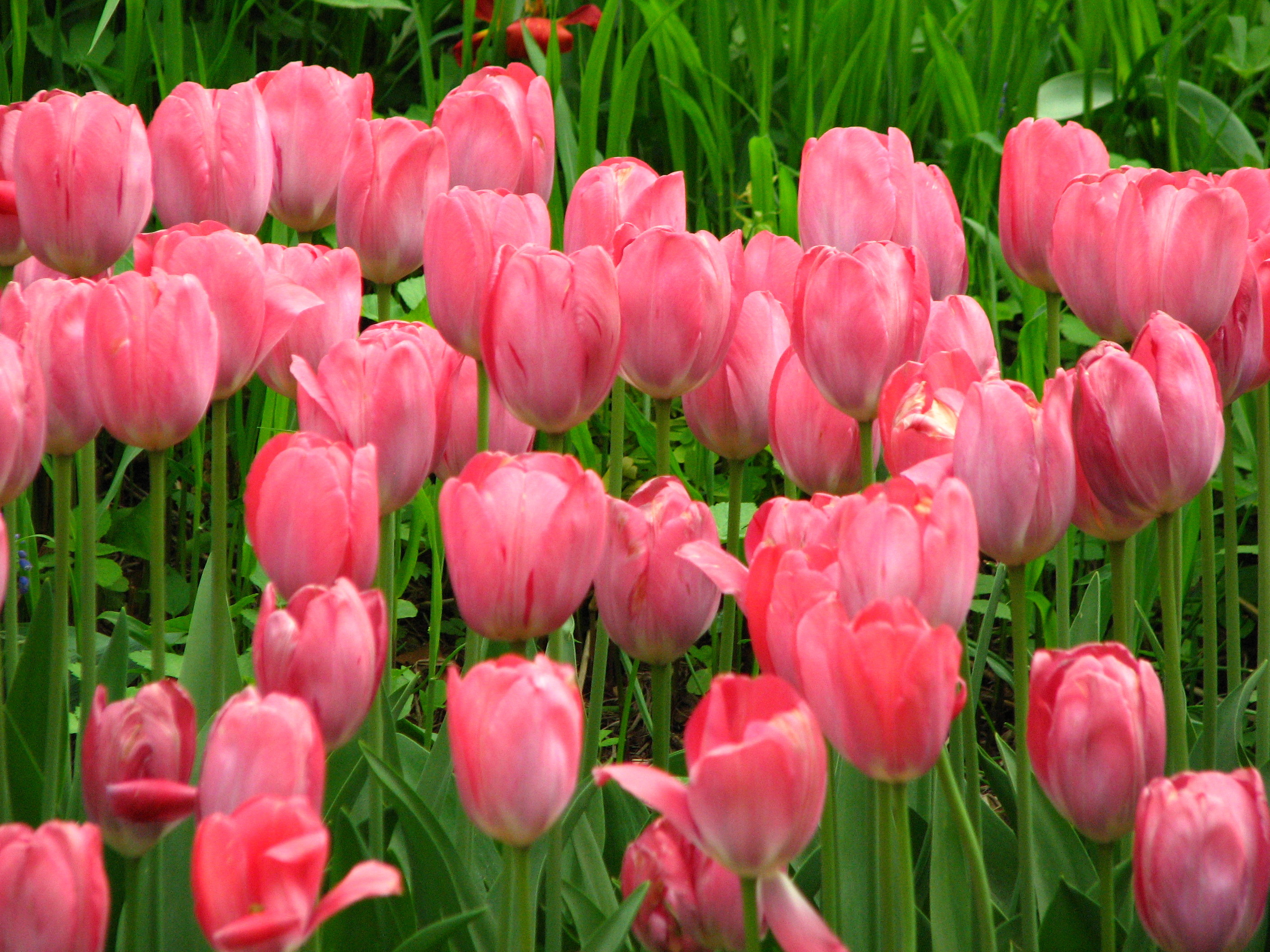 2816x2112 Pink Tulips