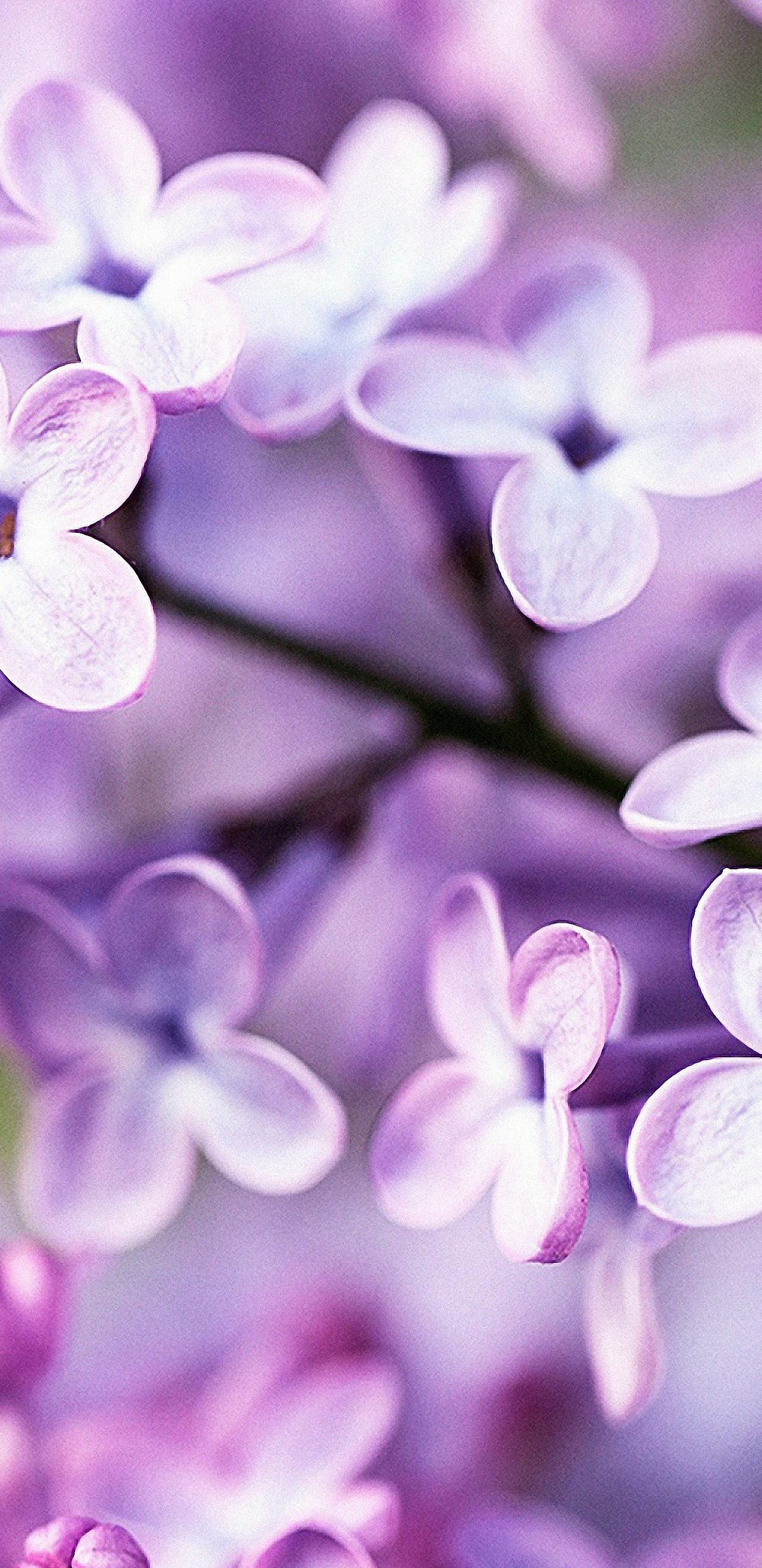 1440x2960 HD cute spring flowers Galaxy note8 wallpapers